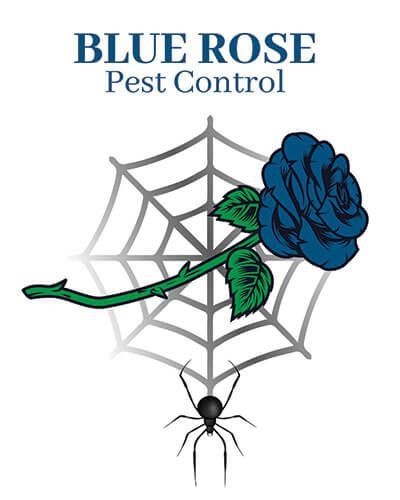Blue Rose Pest Control logo: blue rose, spider web, black spider.