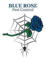 Blue Rose Pest Control logo: blue rose, spider web, black spider.