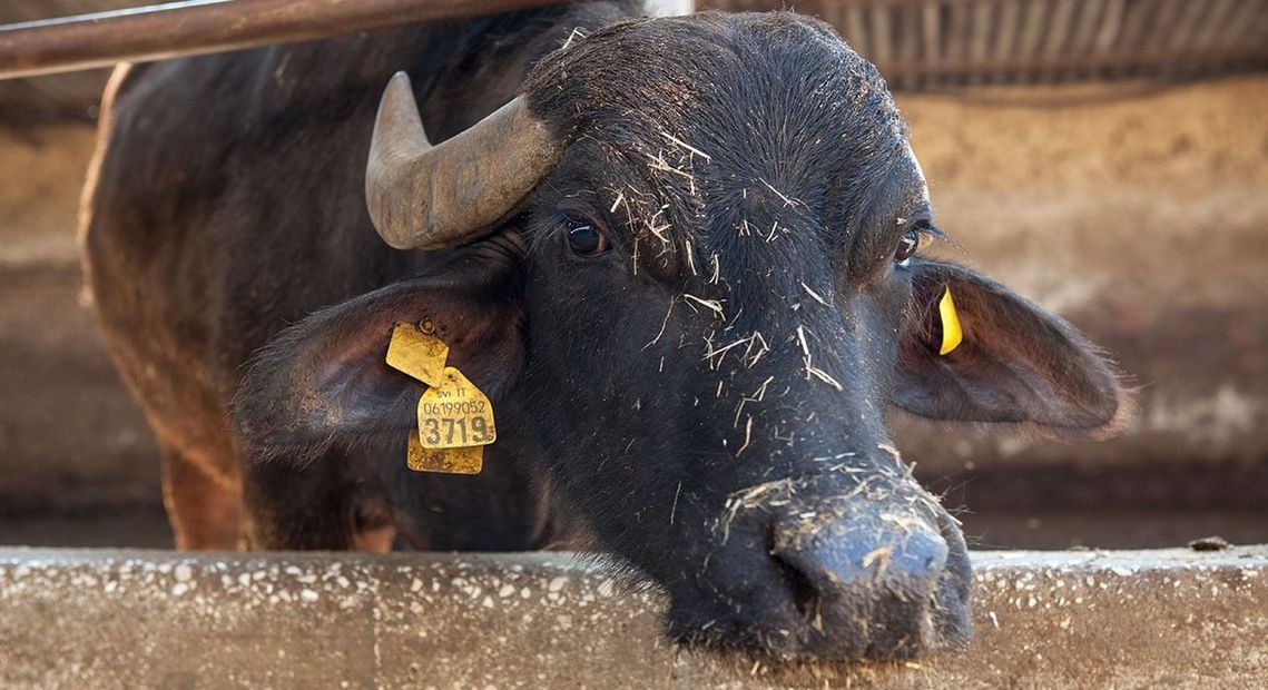 Una mucca nera appoggia la testa su una staccionata di legno, con targhette gialle sulle orecchie e un corno visibile.