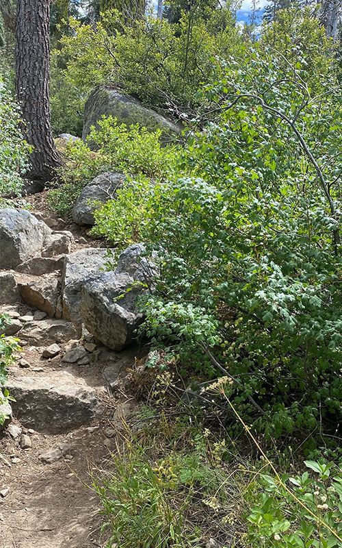 Rocky dirt trail bordered by dense green shrubs and trees in bright sunlight.