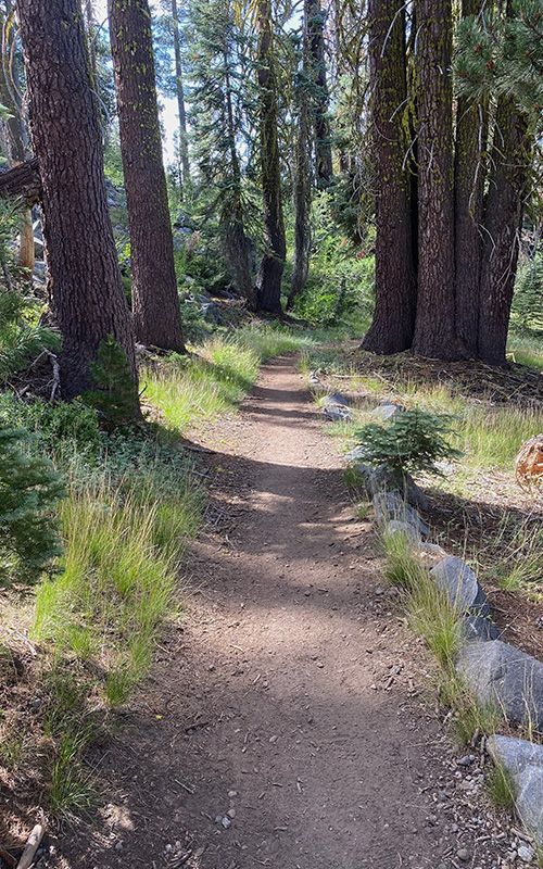 Forest trail winding between tall trees in dappled sunlight