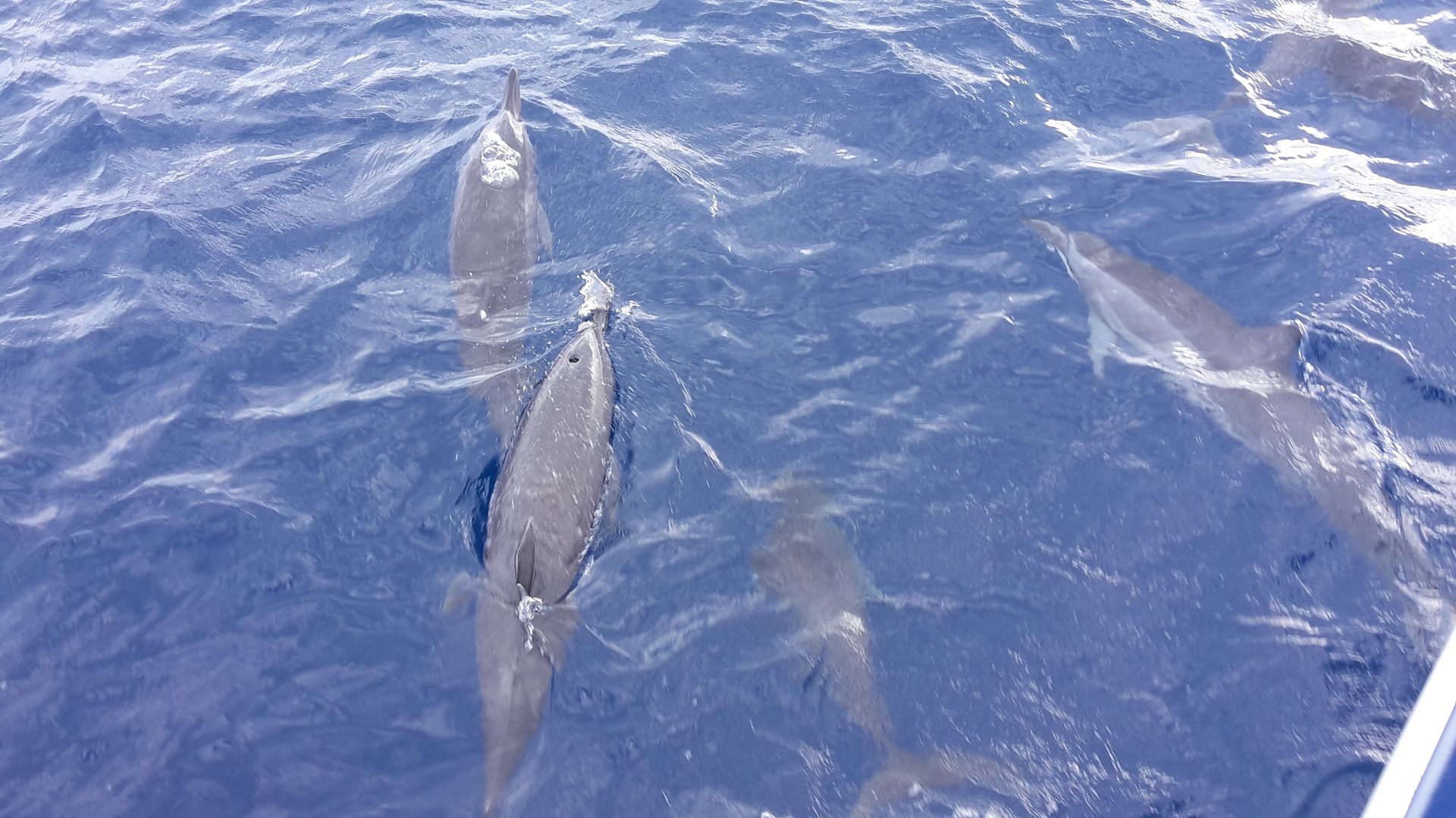 Bluebay Bonaire 