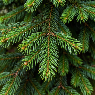 Christmas Trees