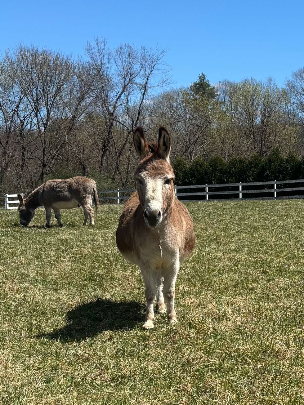 mini donkeys