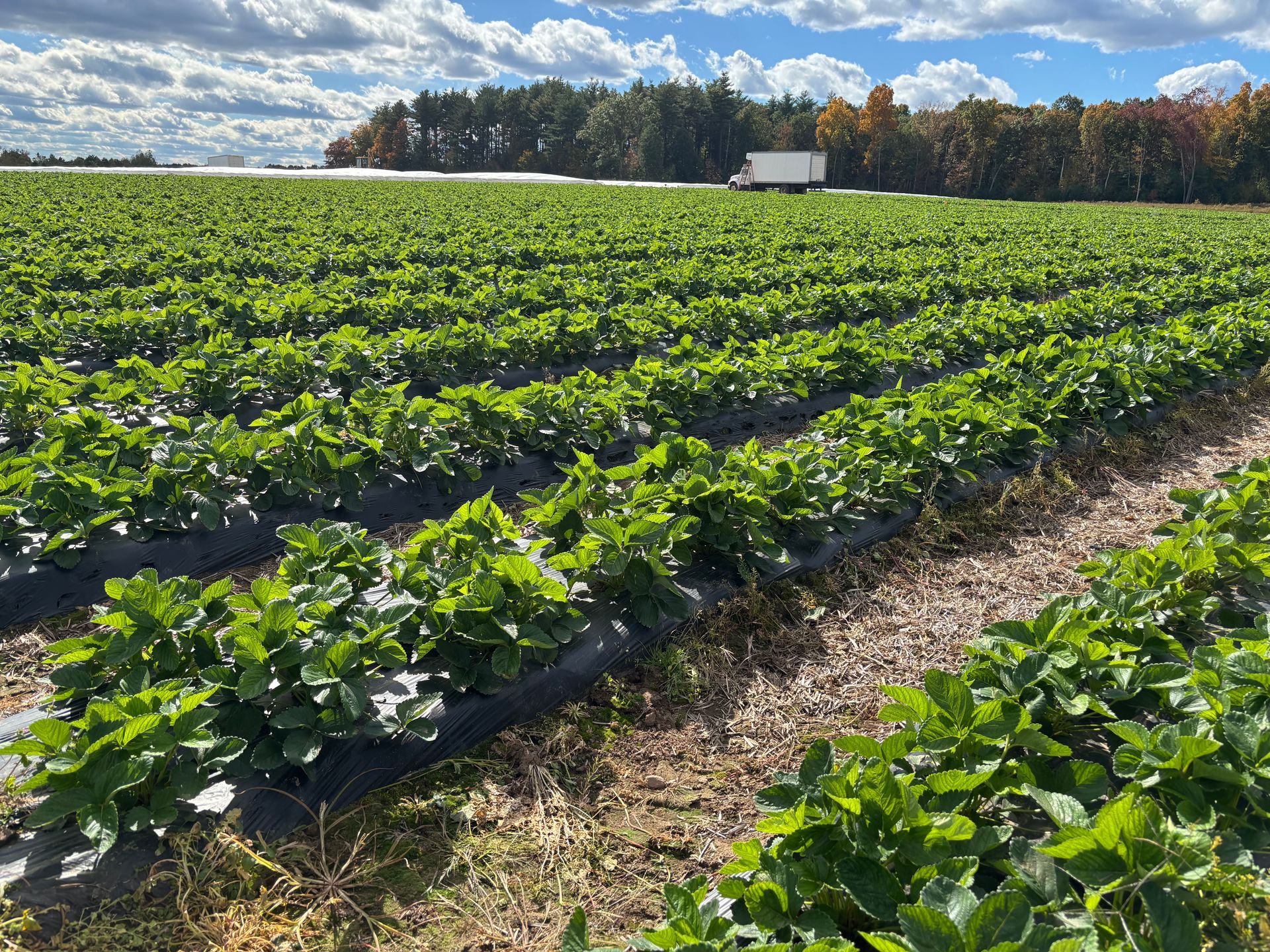 strawberry field