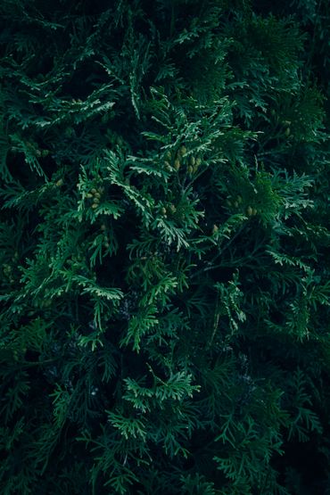 Arborvitae