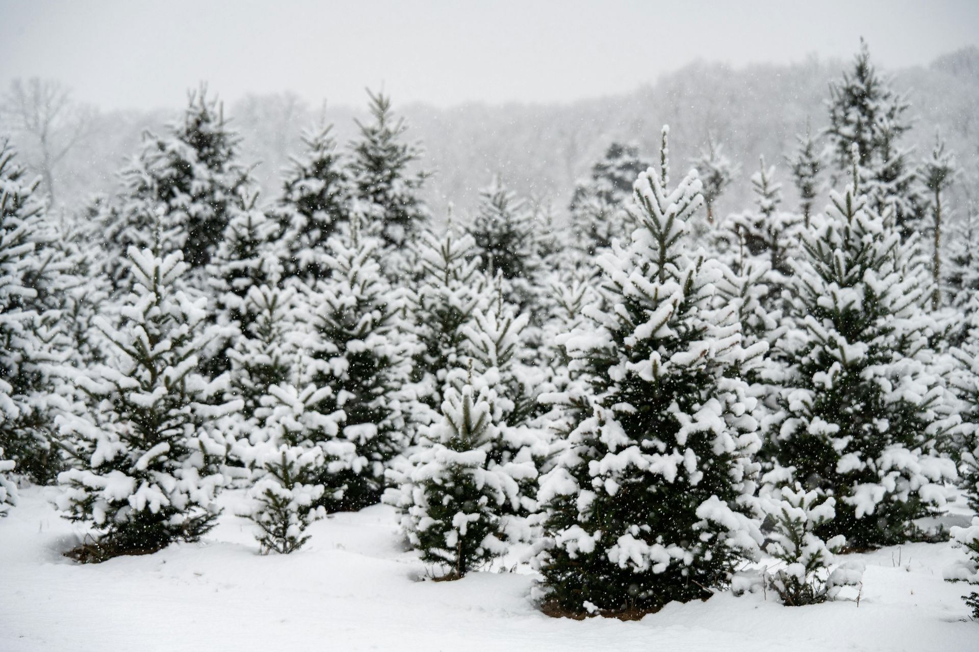 Christmas trees
