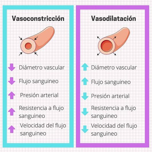 Imagen explicativa de una Vasoconstricción y una Vasodilatación.
