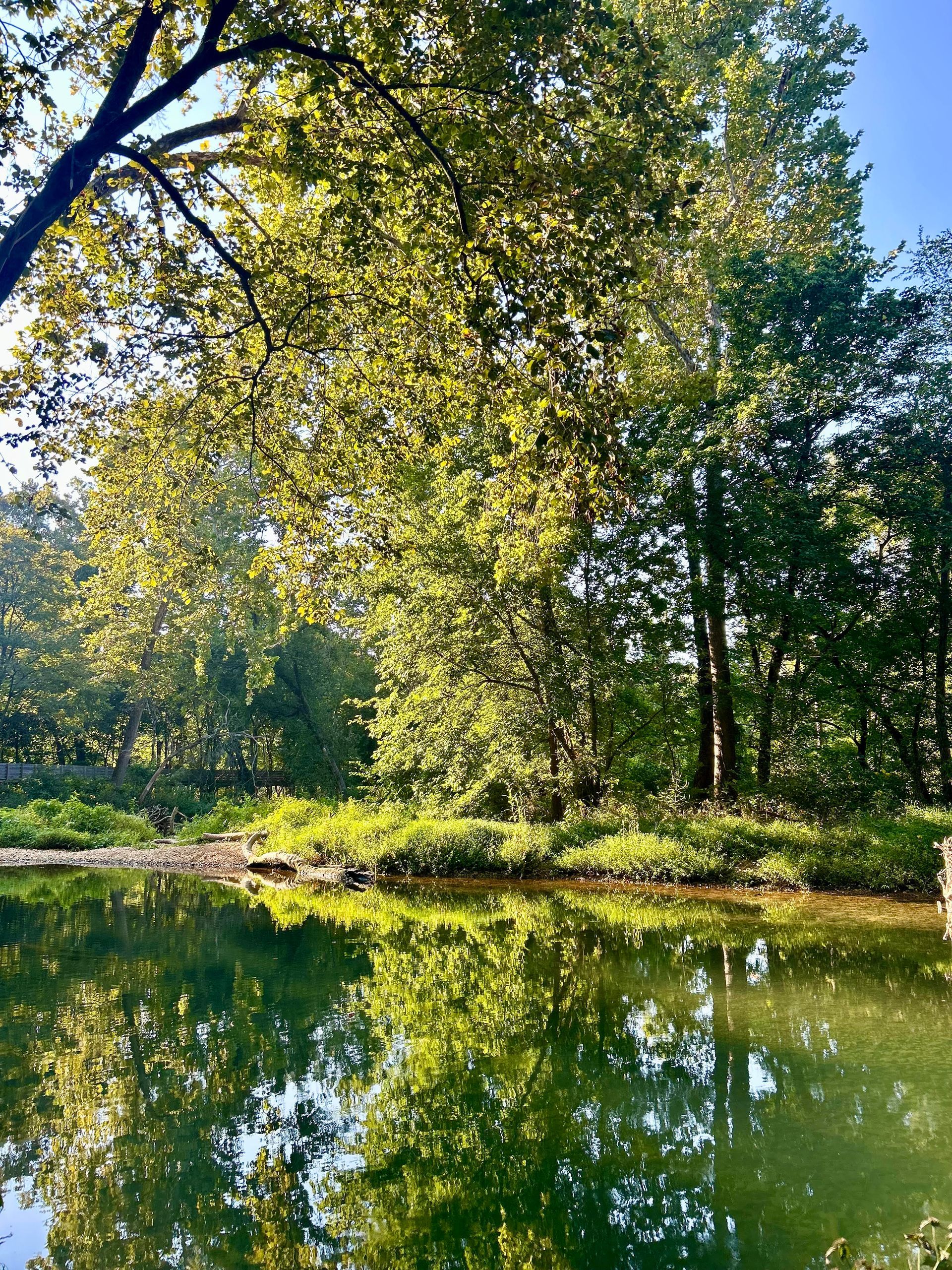 A lake surrounded by trees on a sunny day