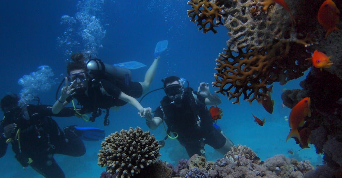 A group of scuba divers are swimming in the ocean near a coral reef.