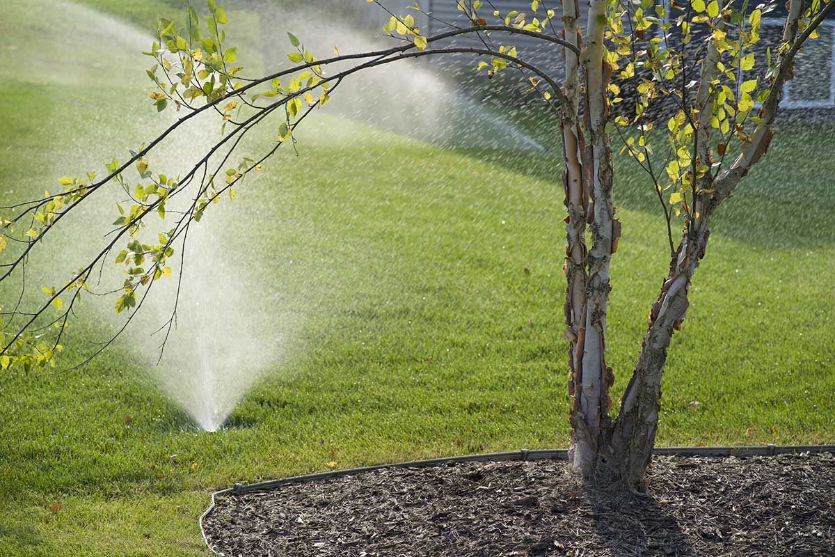 Sprinklers watering a green lawn beside a tree with yellow leaves