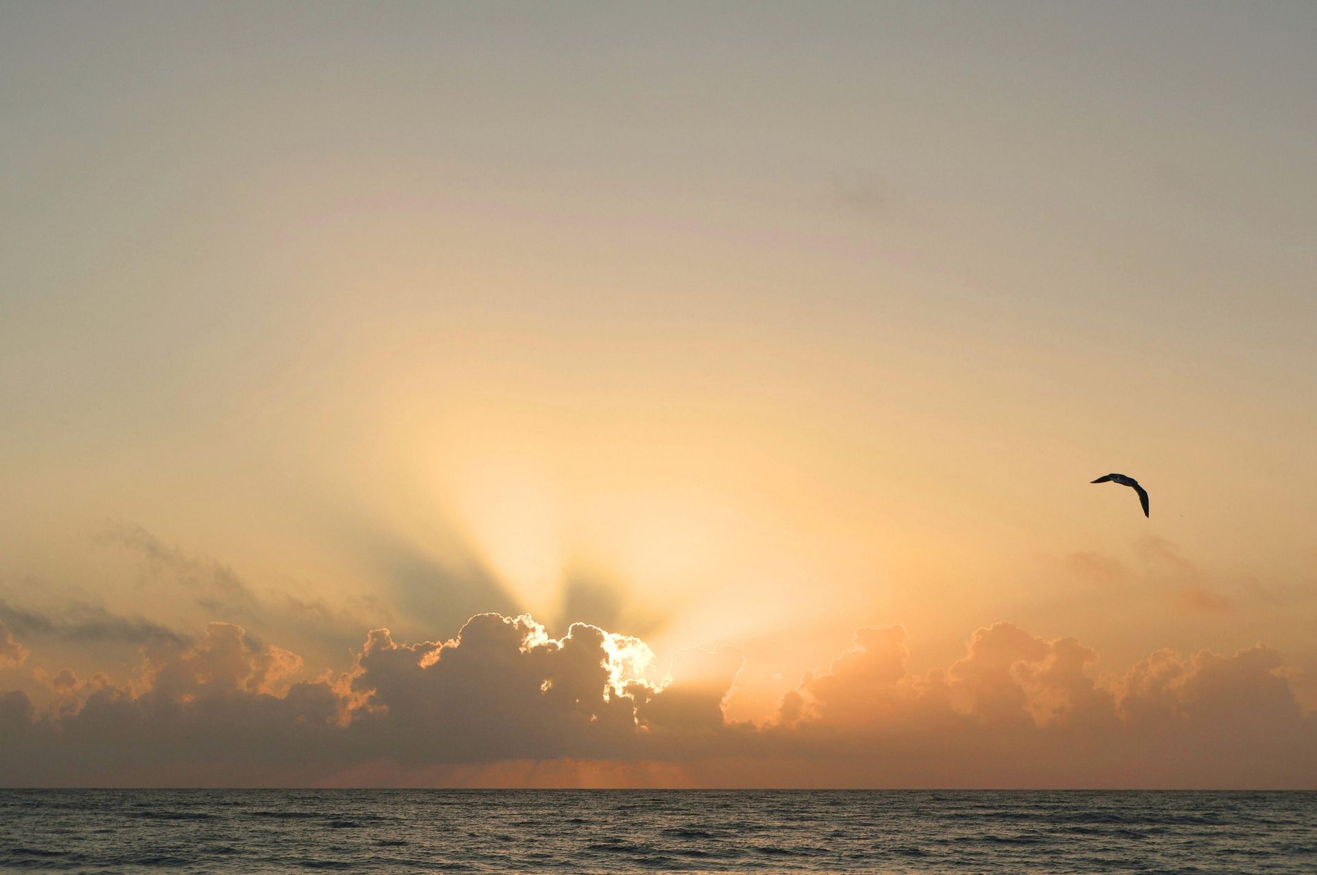 A bird is flying over the ocean at sunset.