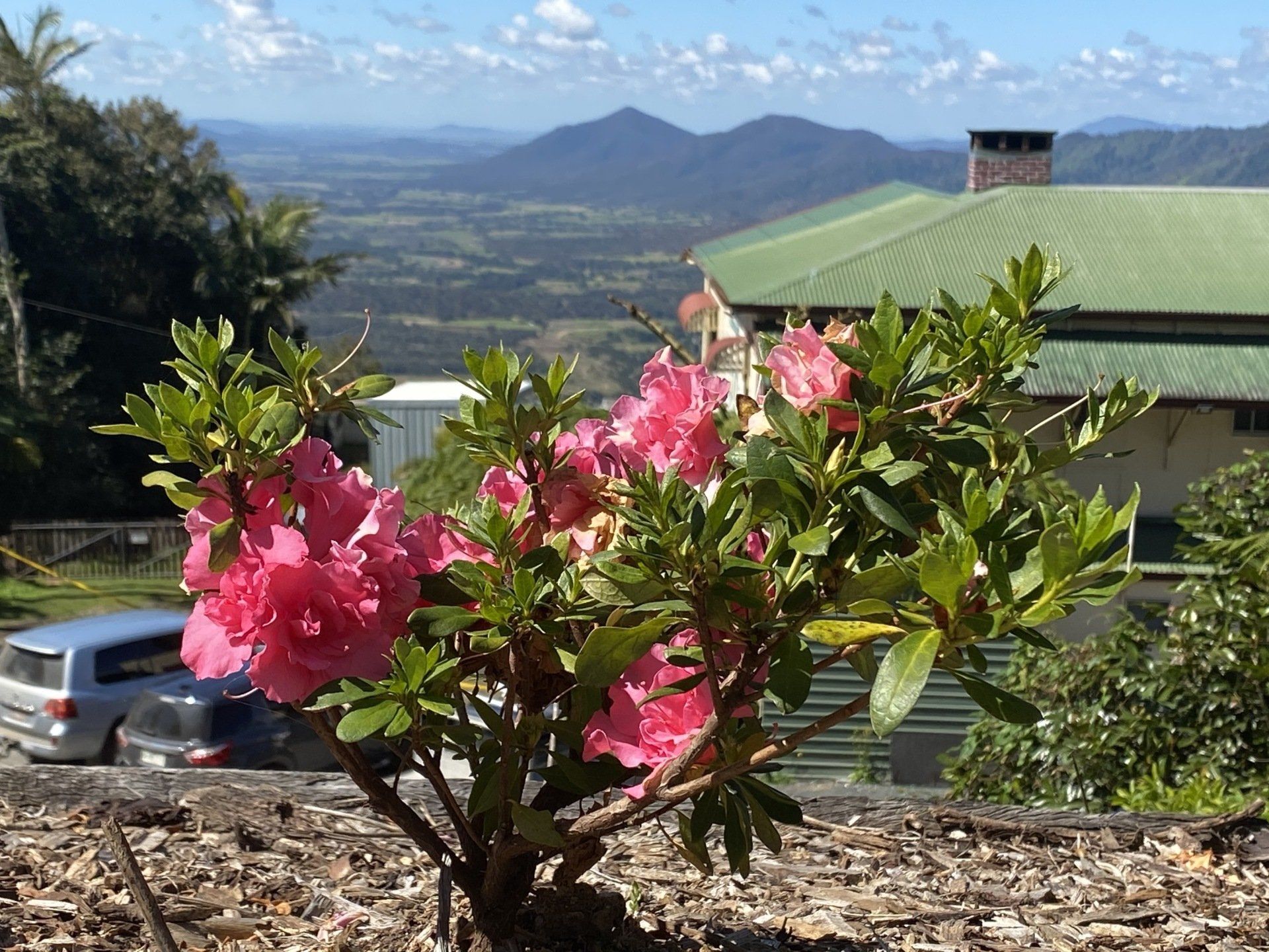 Pink flowering bush in front of a building with a green roof, mountain landscape in the distance.