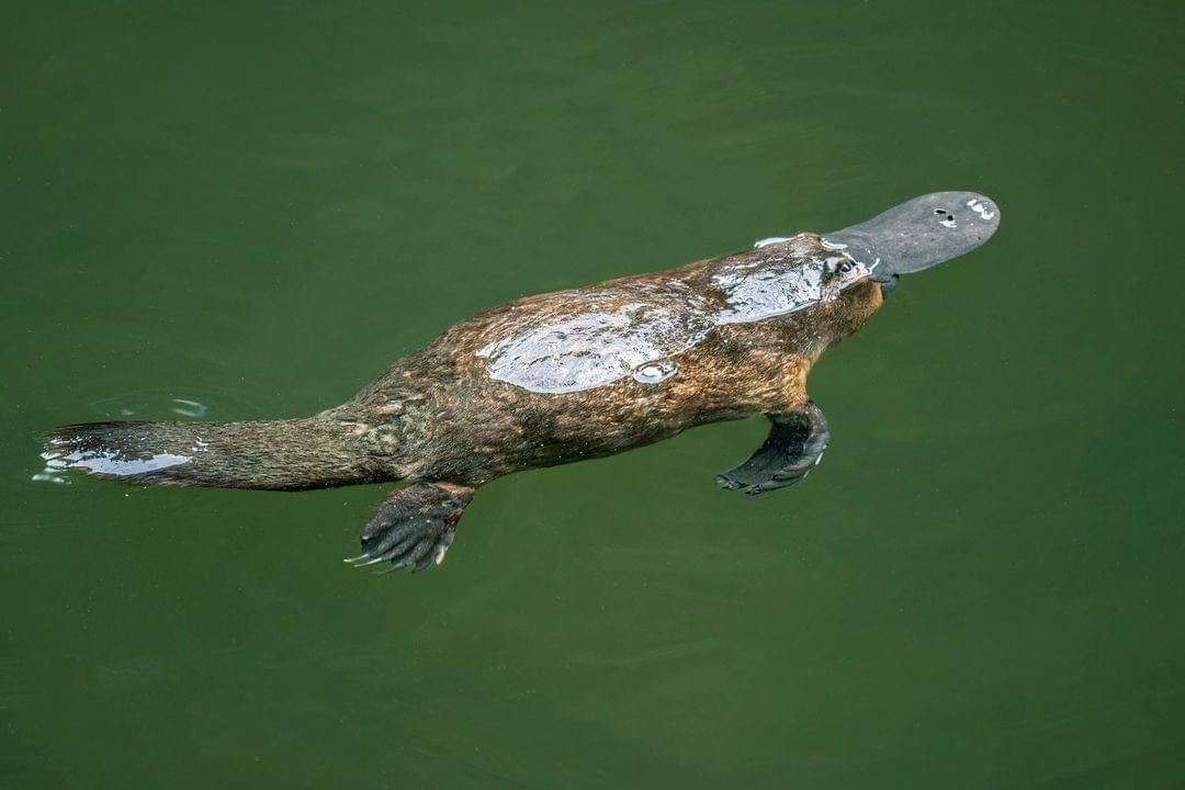 Platypus swimming