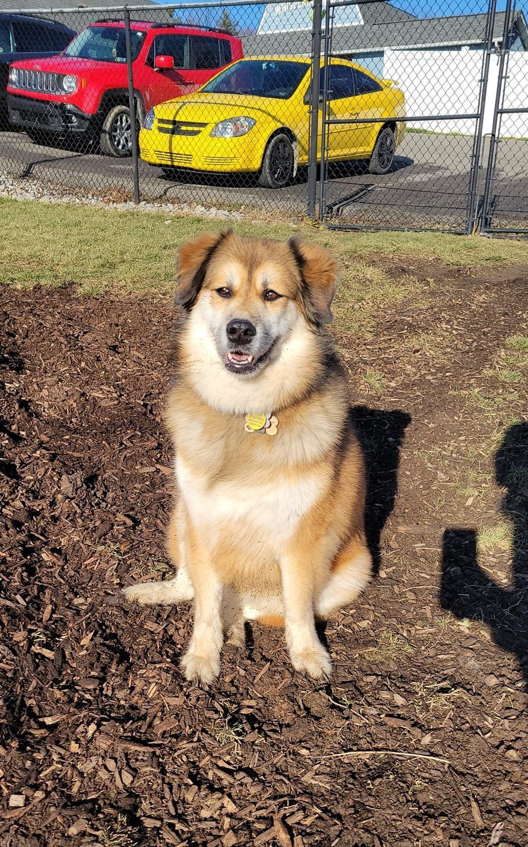 Dog Details & Reservations Butler, PA Whispering Winds Boarding Kennel