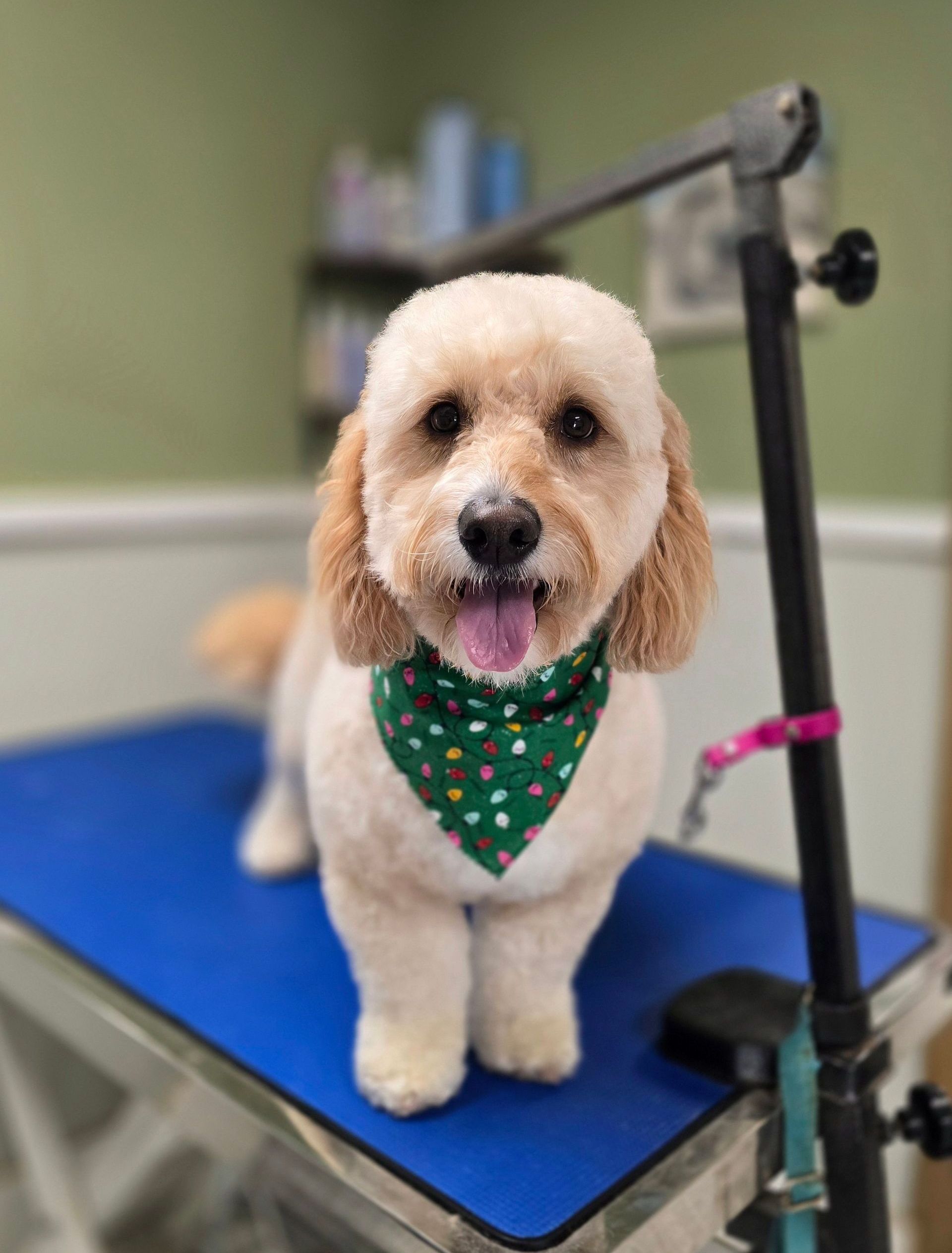 Dog Grooming — Butler, PA — Whispering Winds Boarding Kennel