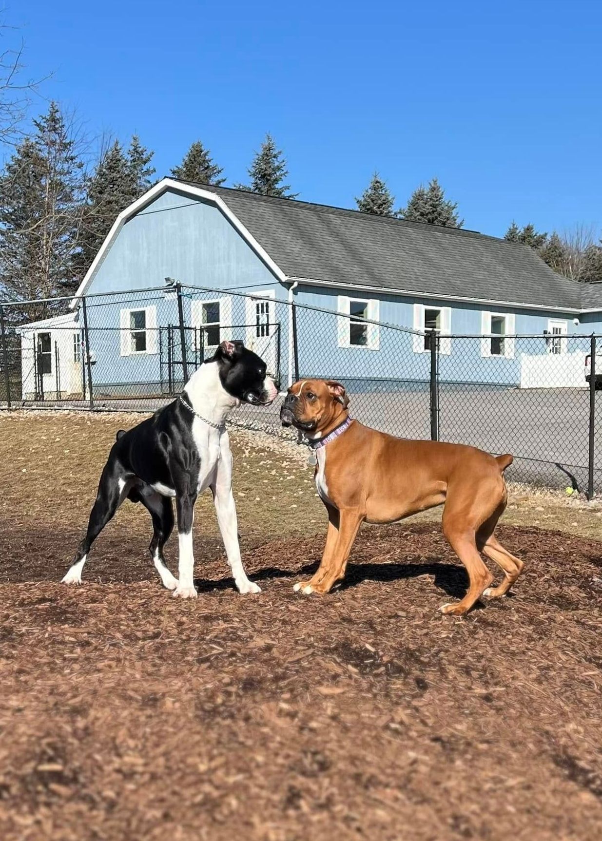 Dog Grooming — Butler, PA — Whispering Winds Boarding Kennel
