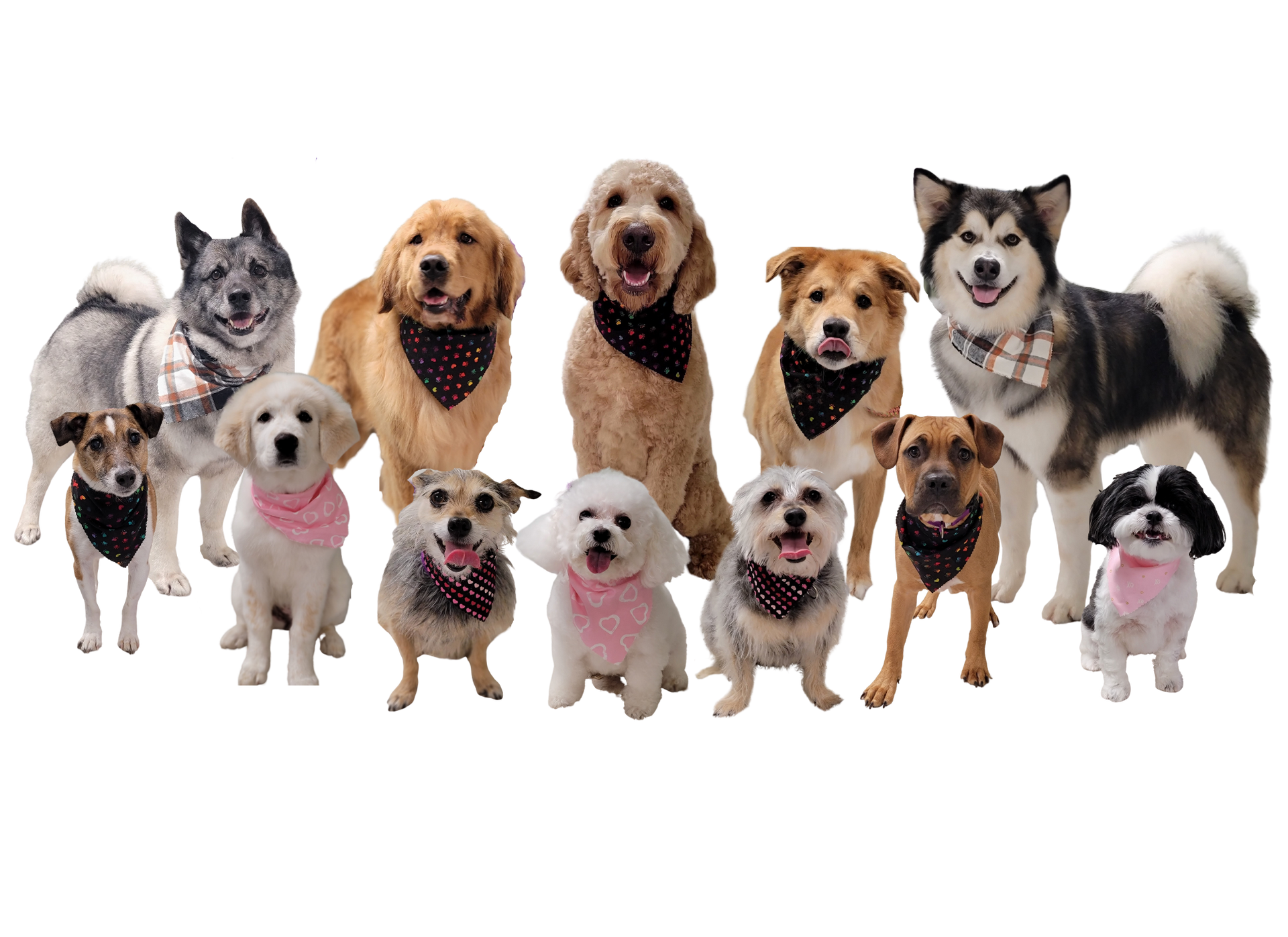 Group Photo of Dogs — Butler, PA — Whispering Winds Boarding Kennel