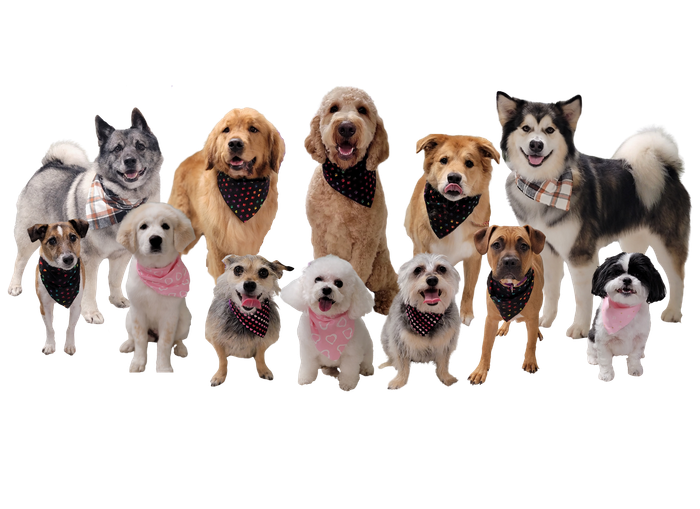 Group Photo of Dogs — Butler, PA — Whispering Winds Boarding Kennel Group Photo of Dogs — Butler, PA — Whispering Winds Boarding Kennel