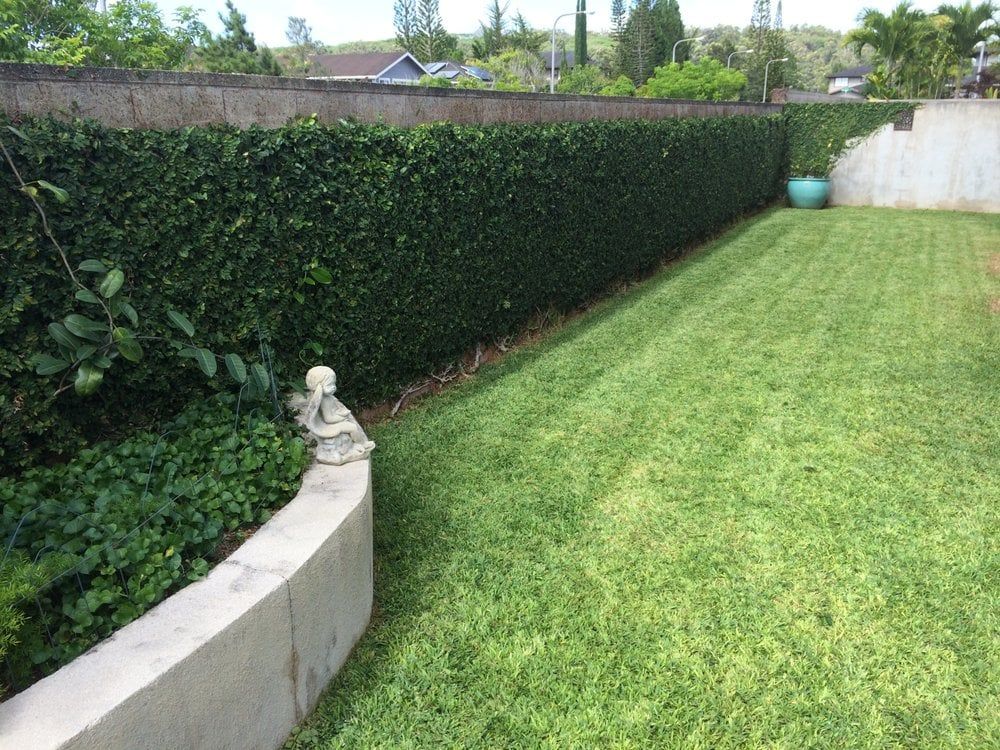 Residential Backyard — Honolulu, HI — Gonzalez Maintenance