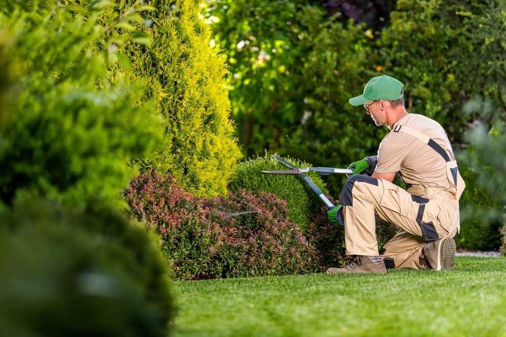 A man is kneeling down in a garden cutting a bush with a pair of scissors.