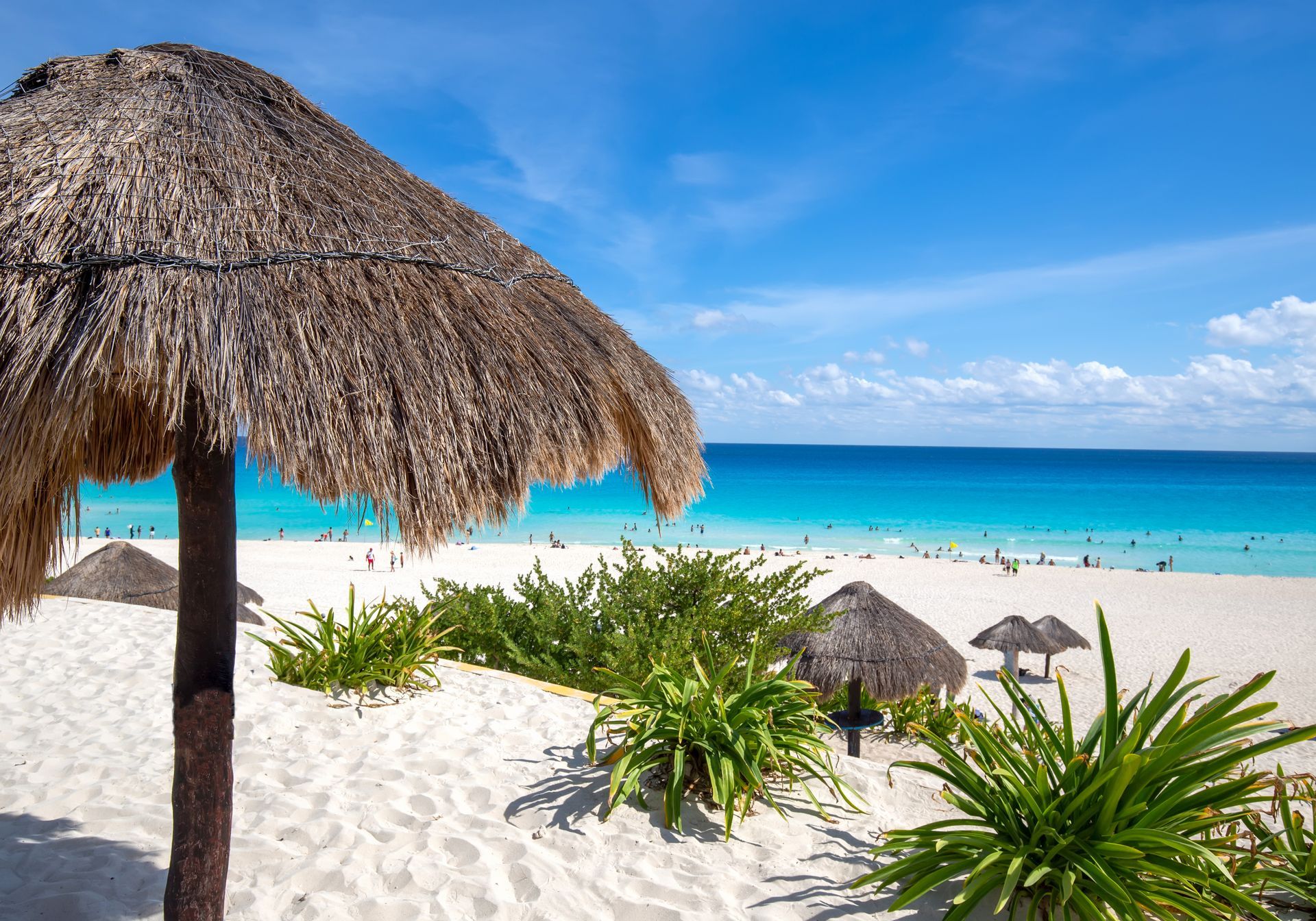 There are many thatched umbrellas on the beach.