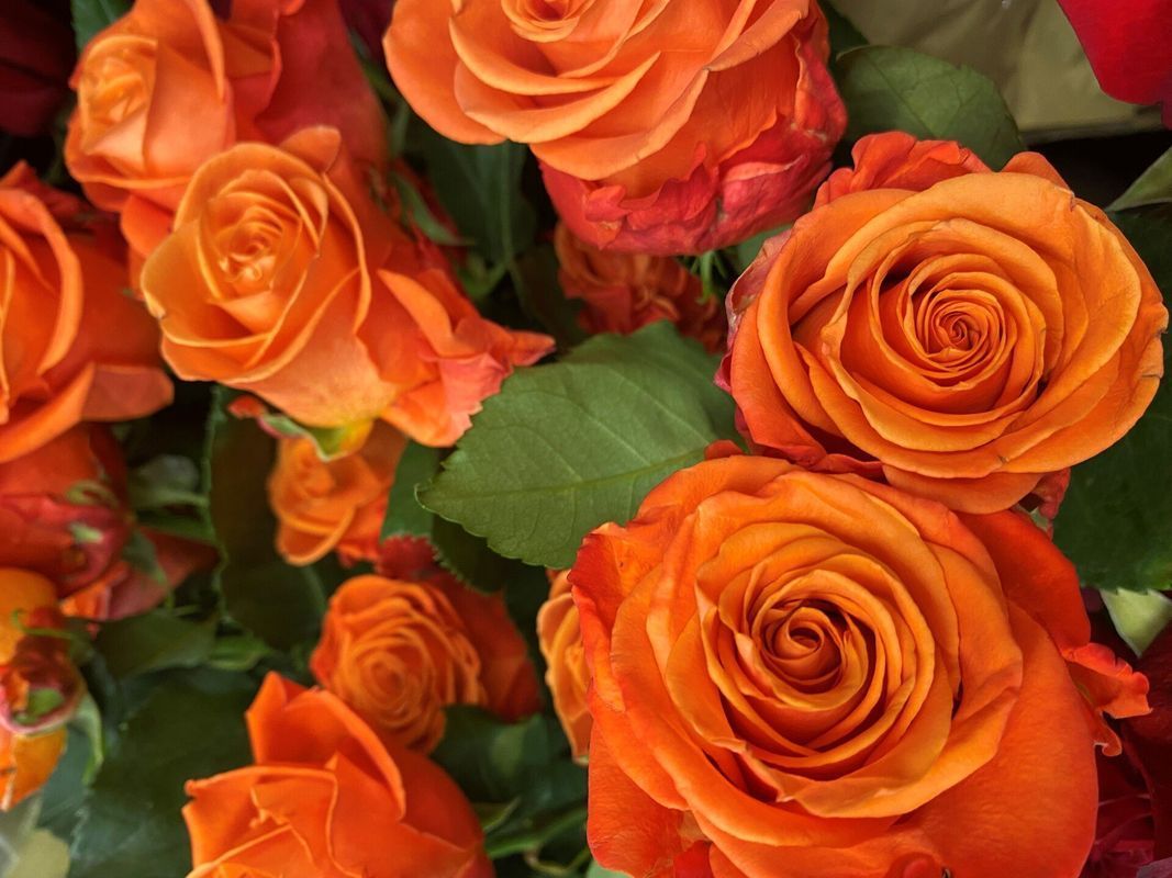 Orange roses with green leaves in a close-up bouquet