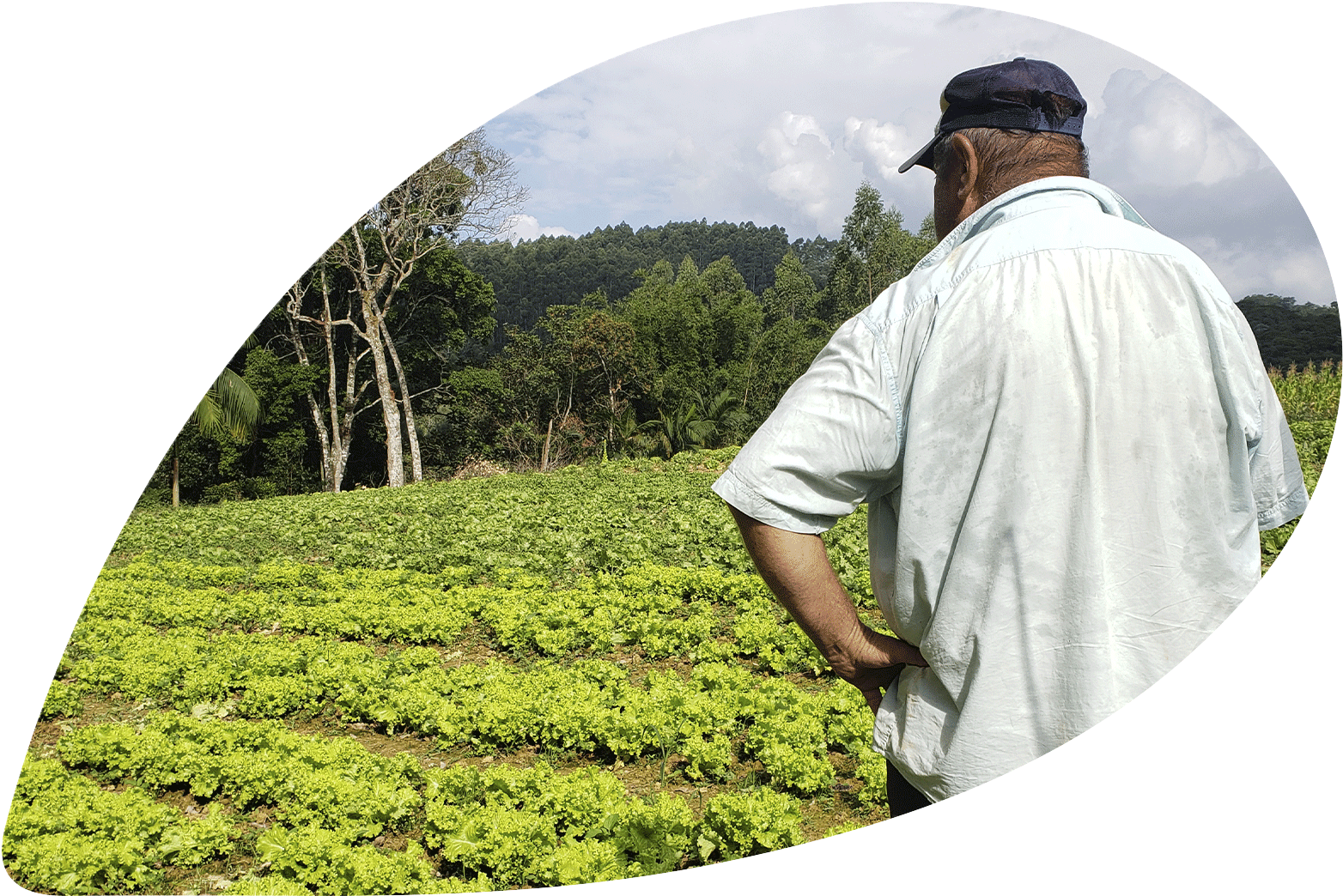 Homem observando um campo de plantas verdes, possivelmente alface, em um dia ensolarado.