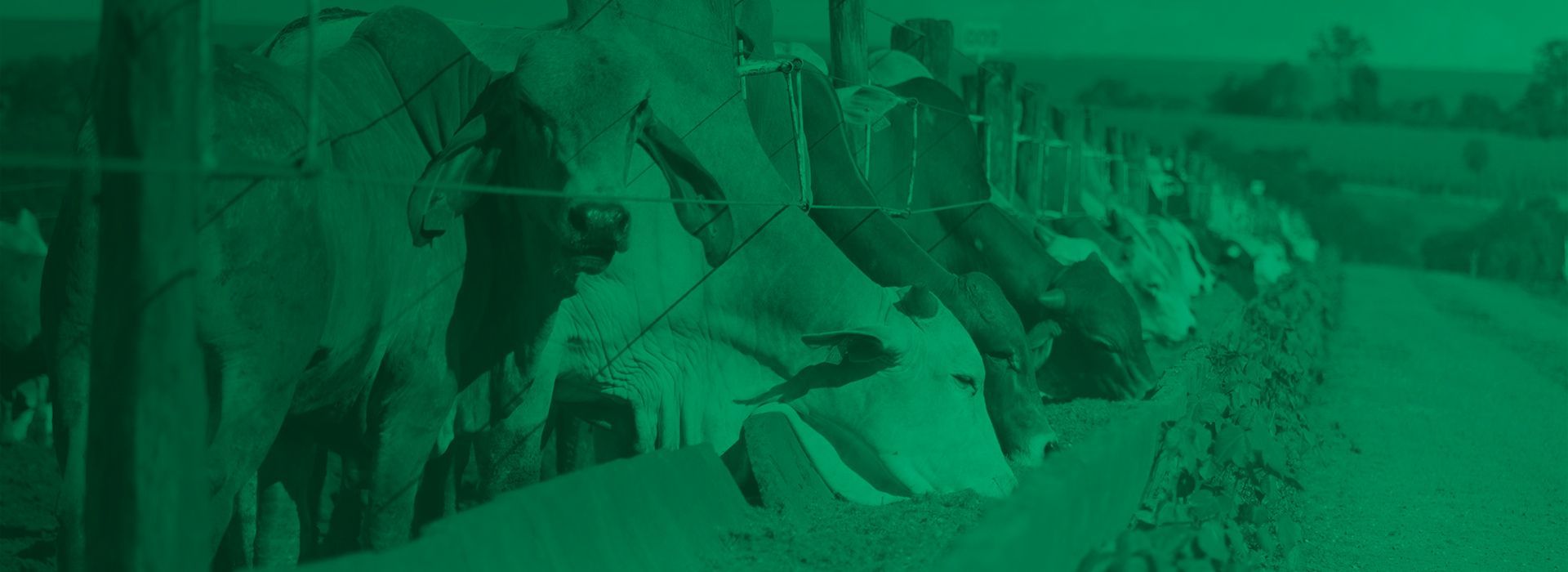 Vacas pastando enfileiradas ao longo de um caminho de terra com tons esverdeados.