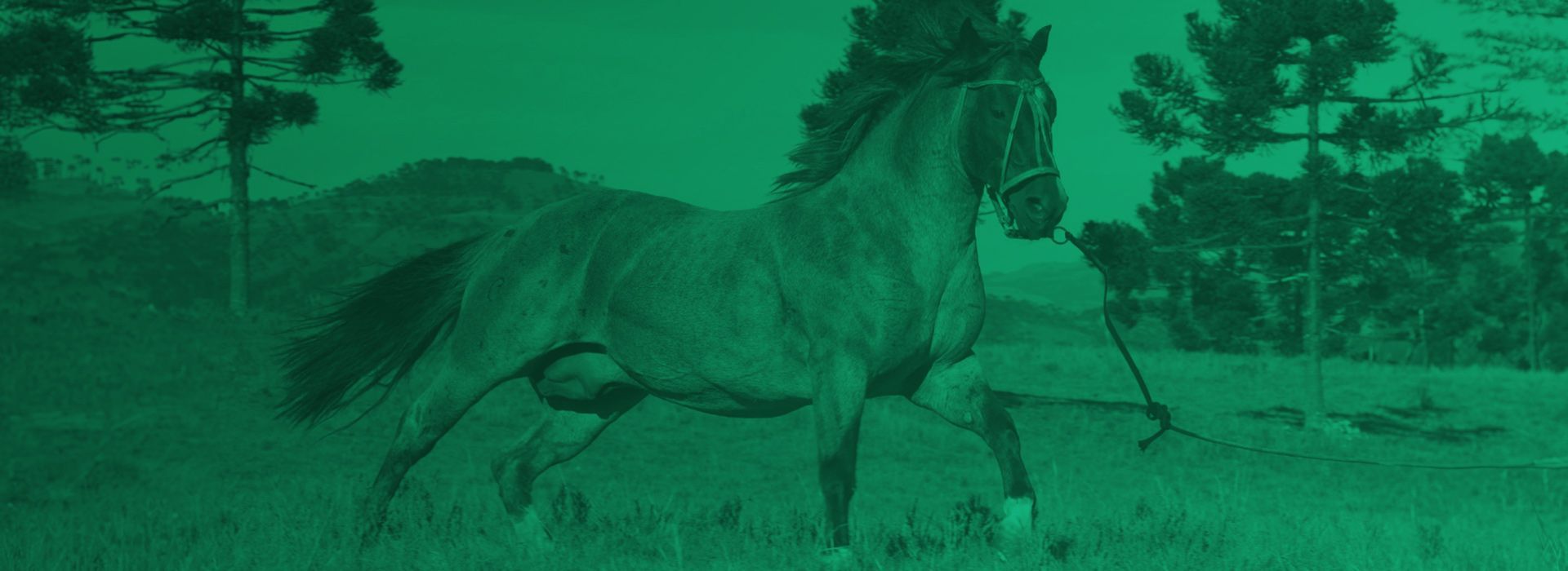 Um cavalo correndo em um campo gramado com árvores e uma colina ao fundo. Filtro verde.