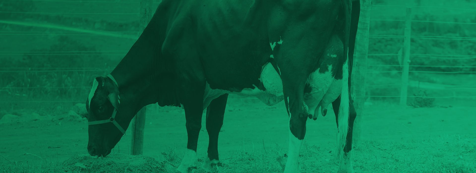 Vaca preta e branca pastando em um campo com vegetação verde.