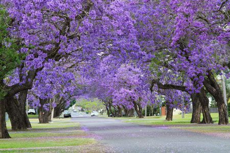 A Row of Trees with Purple Flowers Lining a Street — Northern Rivers Demolition & Asbestos in Grafton, NSW