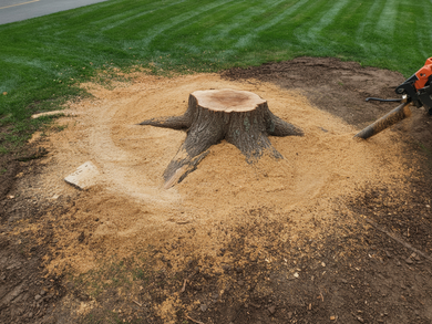 Tree stump surrounded by sawdust on a grassy lawn, with a chainsaw at the right edge.