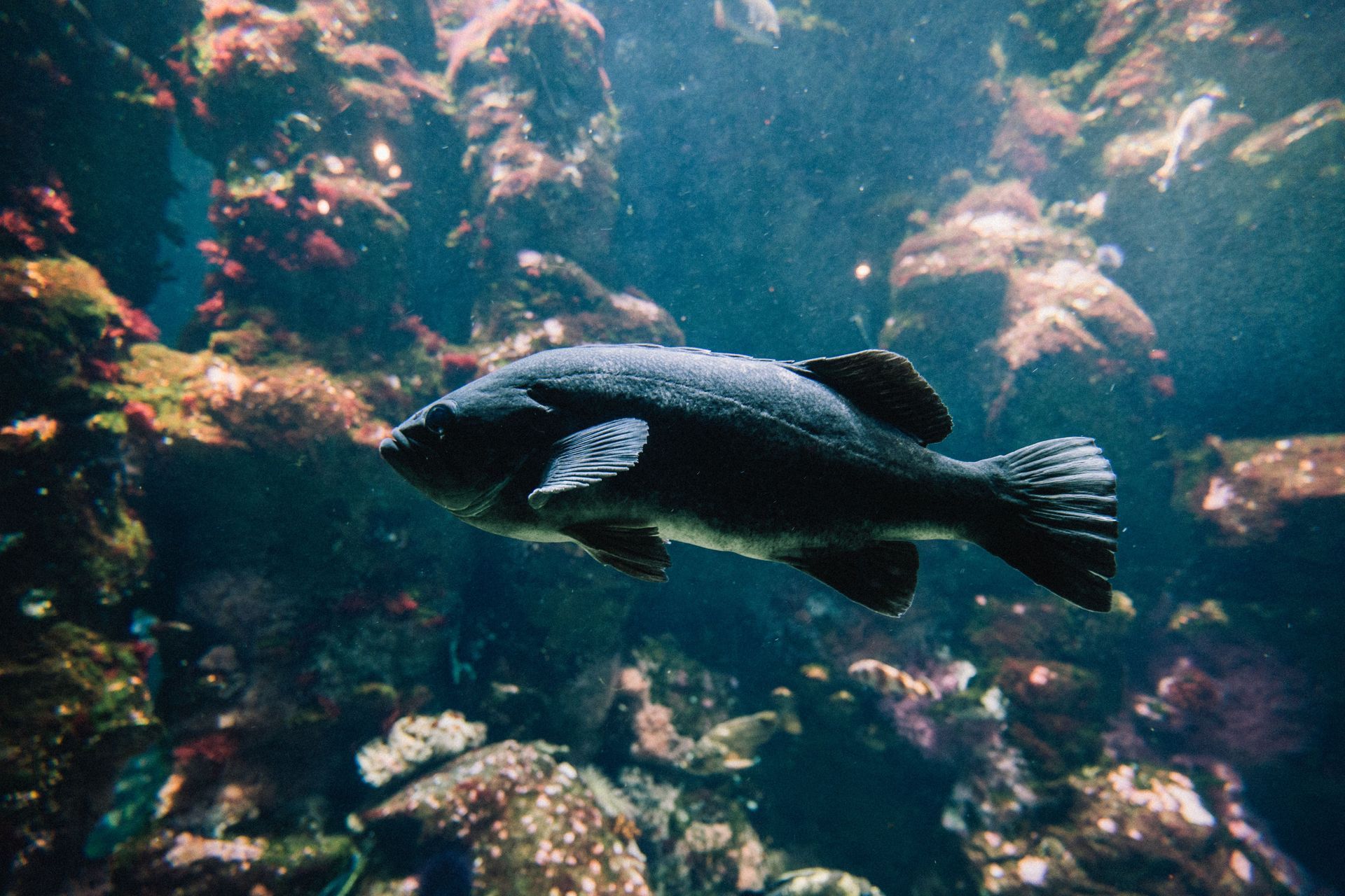 Aquarium of the Pacific