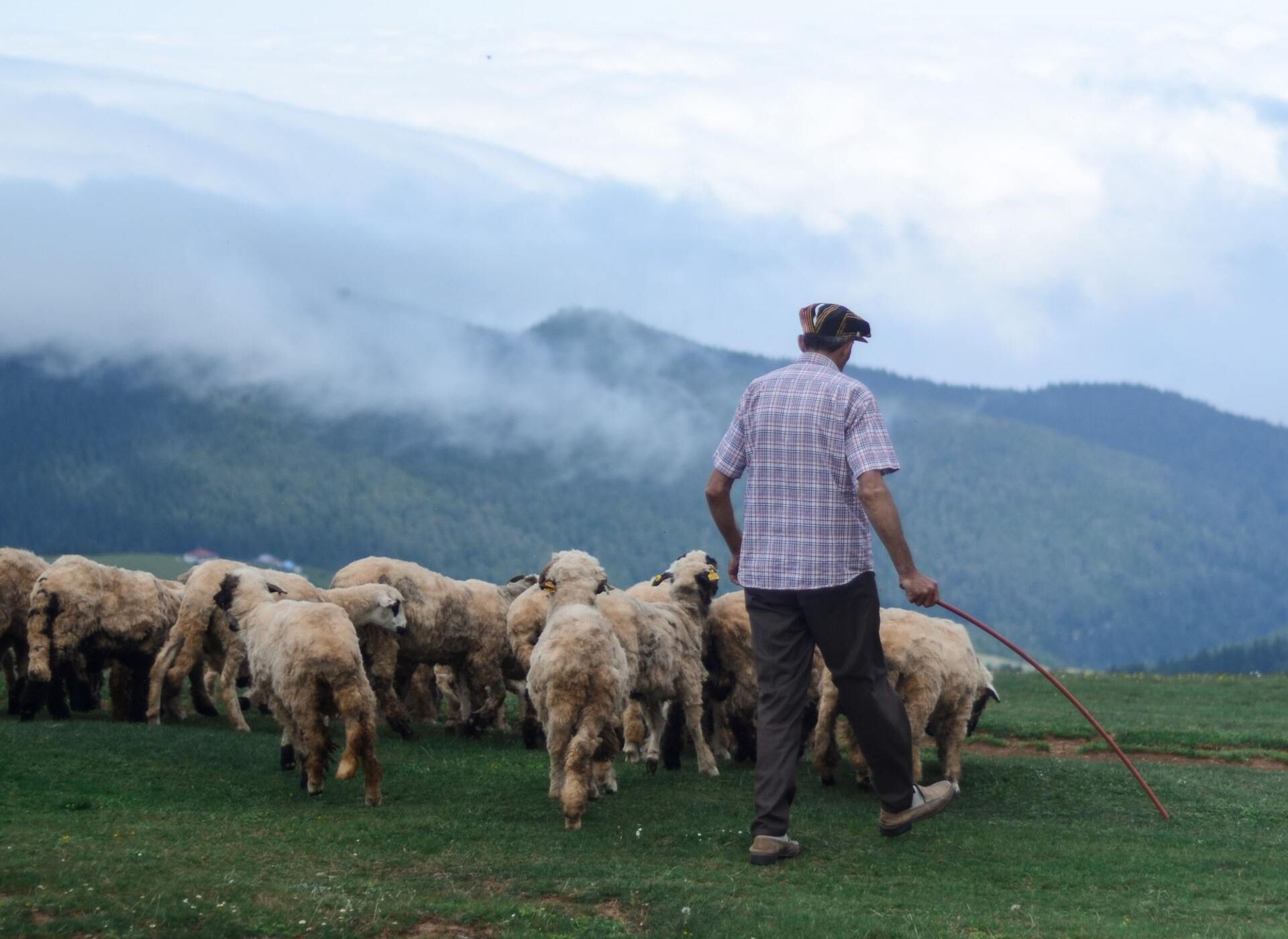 Homme avec troupeau de moutons sur colline verte, illustrant la laine TOKILIA et son lien avec les bergers