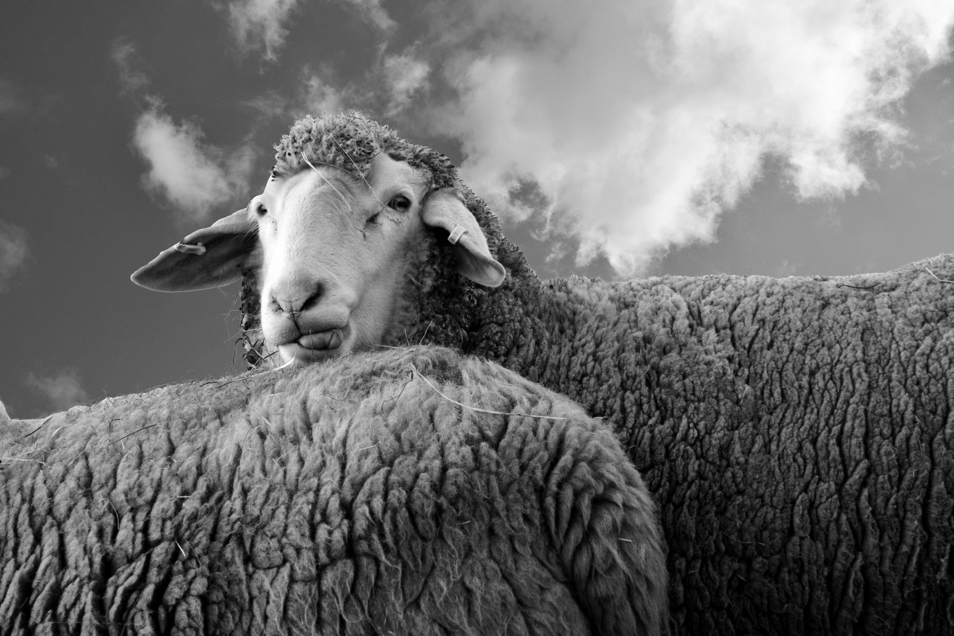 Des moutons regardent l'objectif sur fond de ciel nuageux.