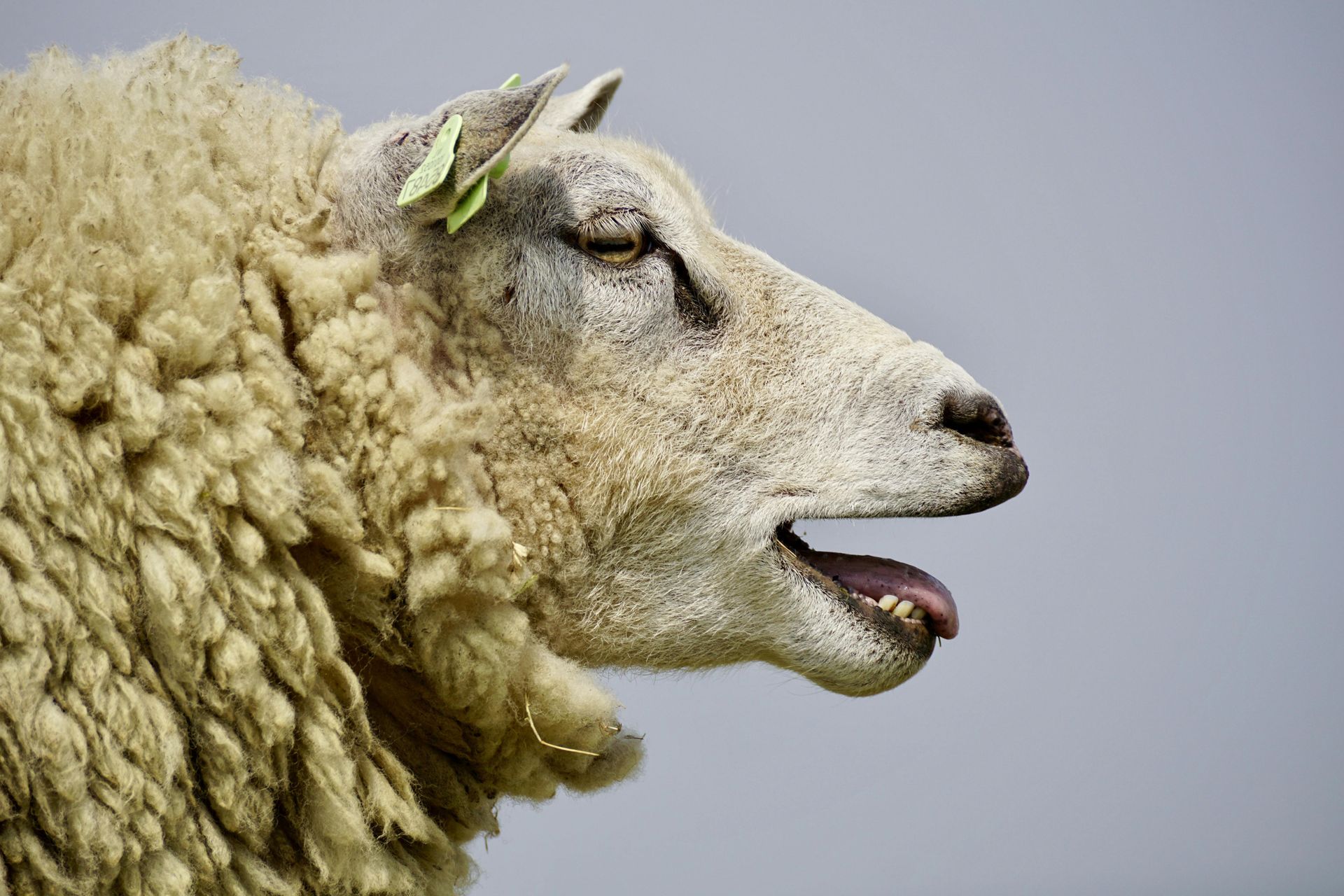 Mouton à la laine beige et à la bouche entrouverte, sur fond de ciel gris.