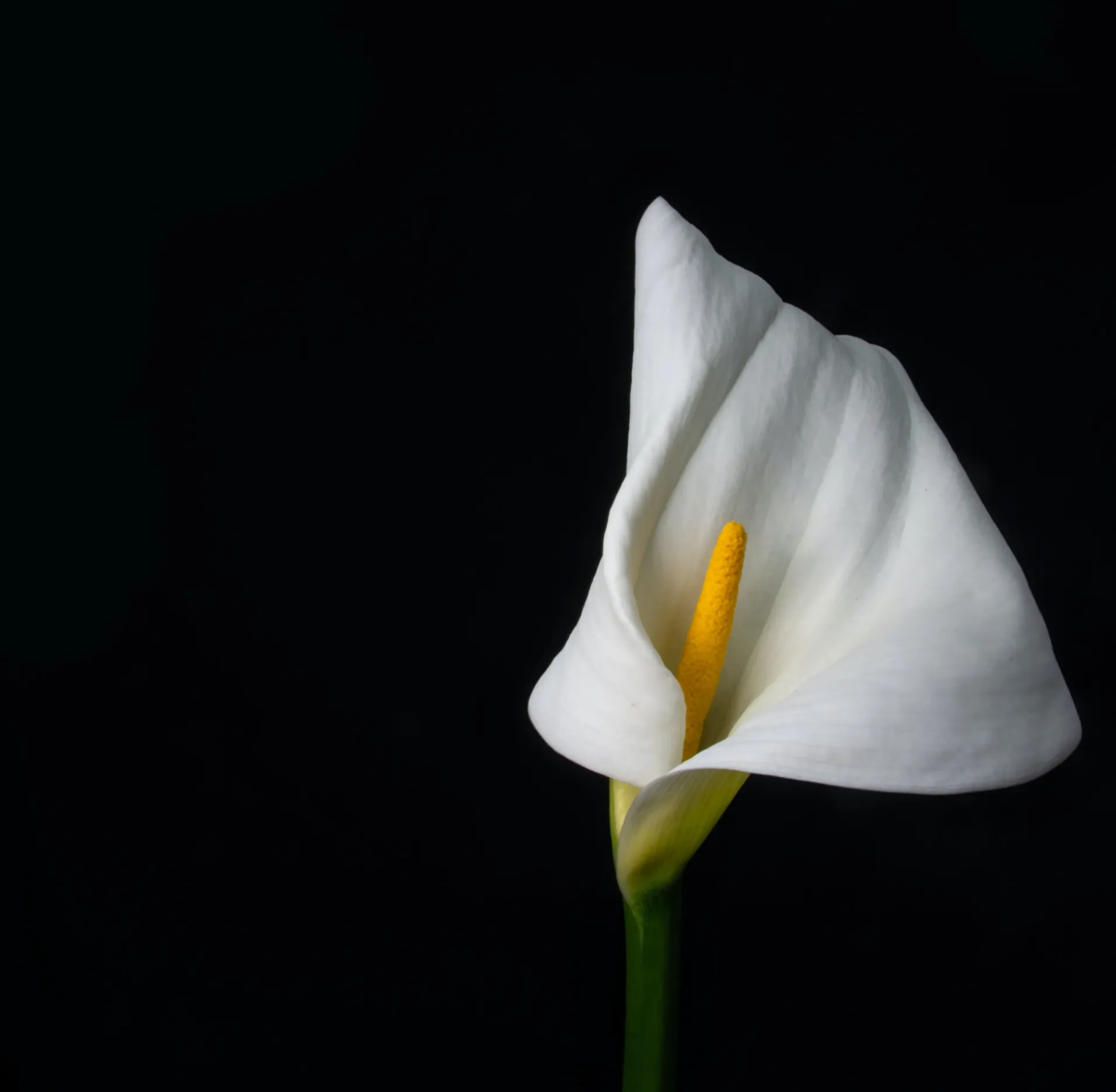 A white flower with a yellow center on a black background
