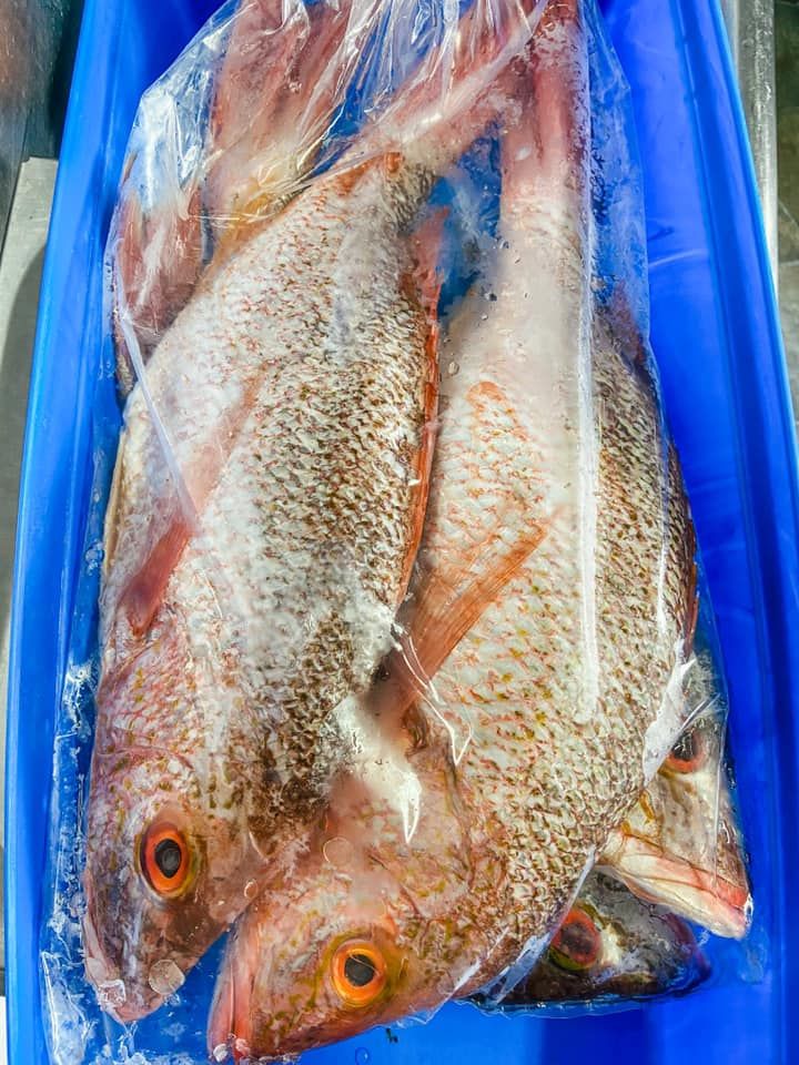 Two whole red snapper fish inside a clear plastic bag, resting in a bright blue plastic container.