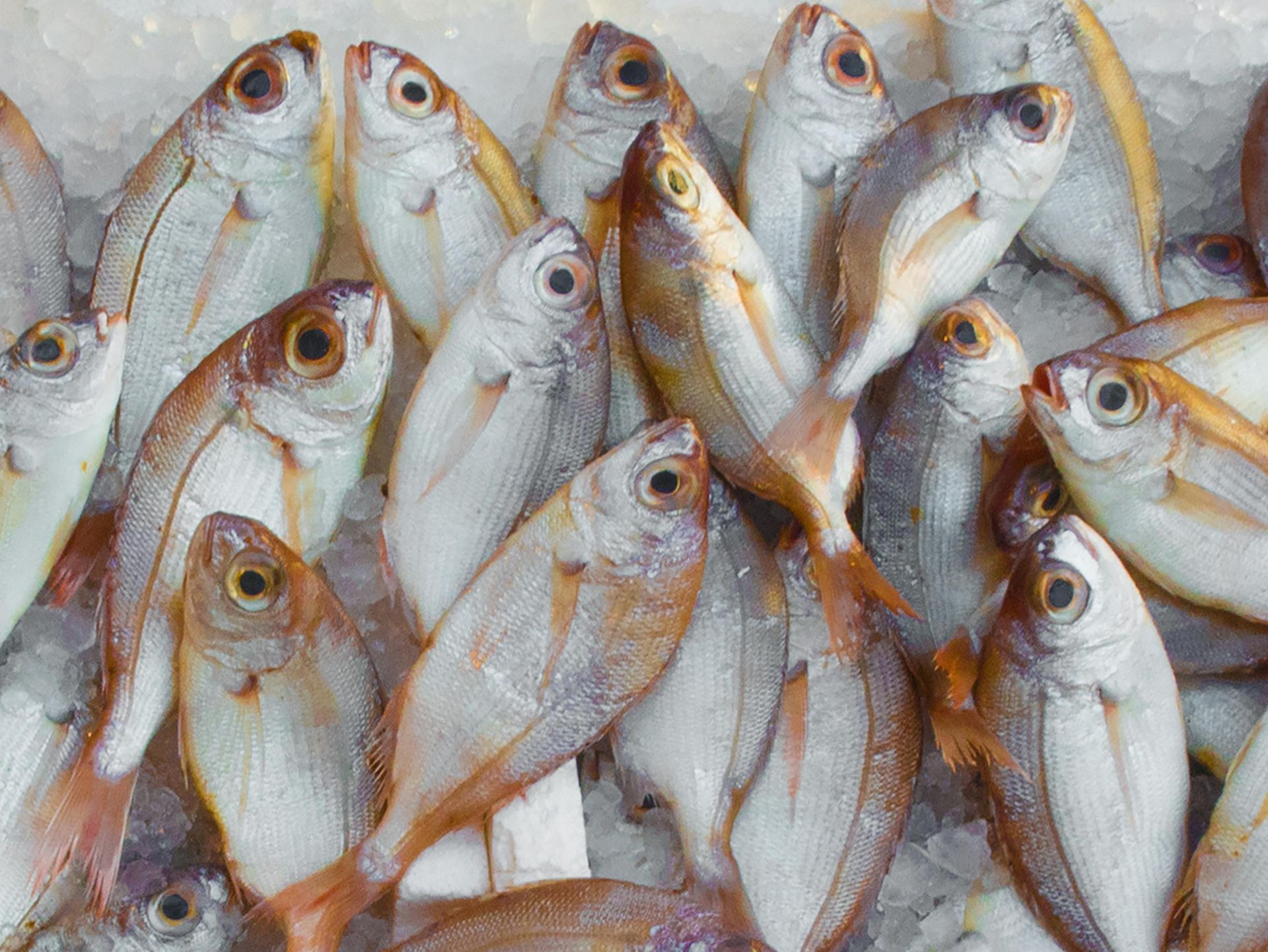 A collection of small, whole silver and light-orange fish packed closely together on a bed of crushed ice.