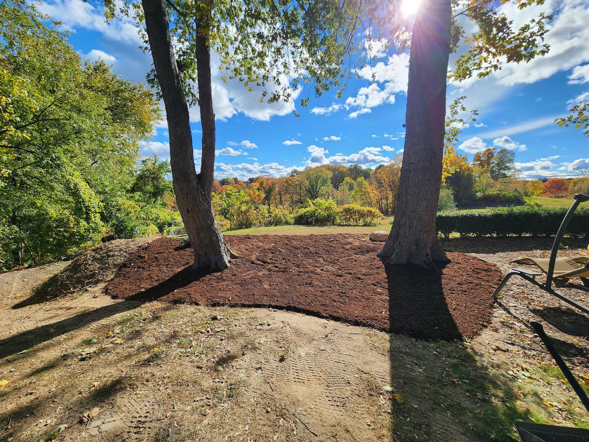 Two trees with mulch around them, sunny day, blue sky with clouds, fall foliage in the background.