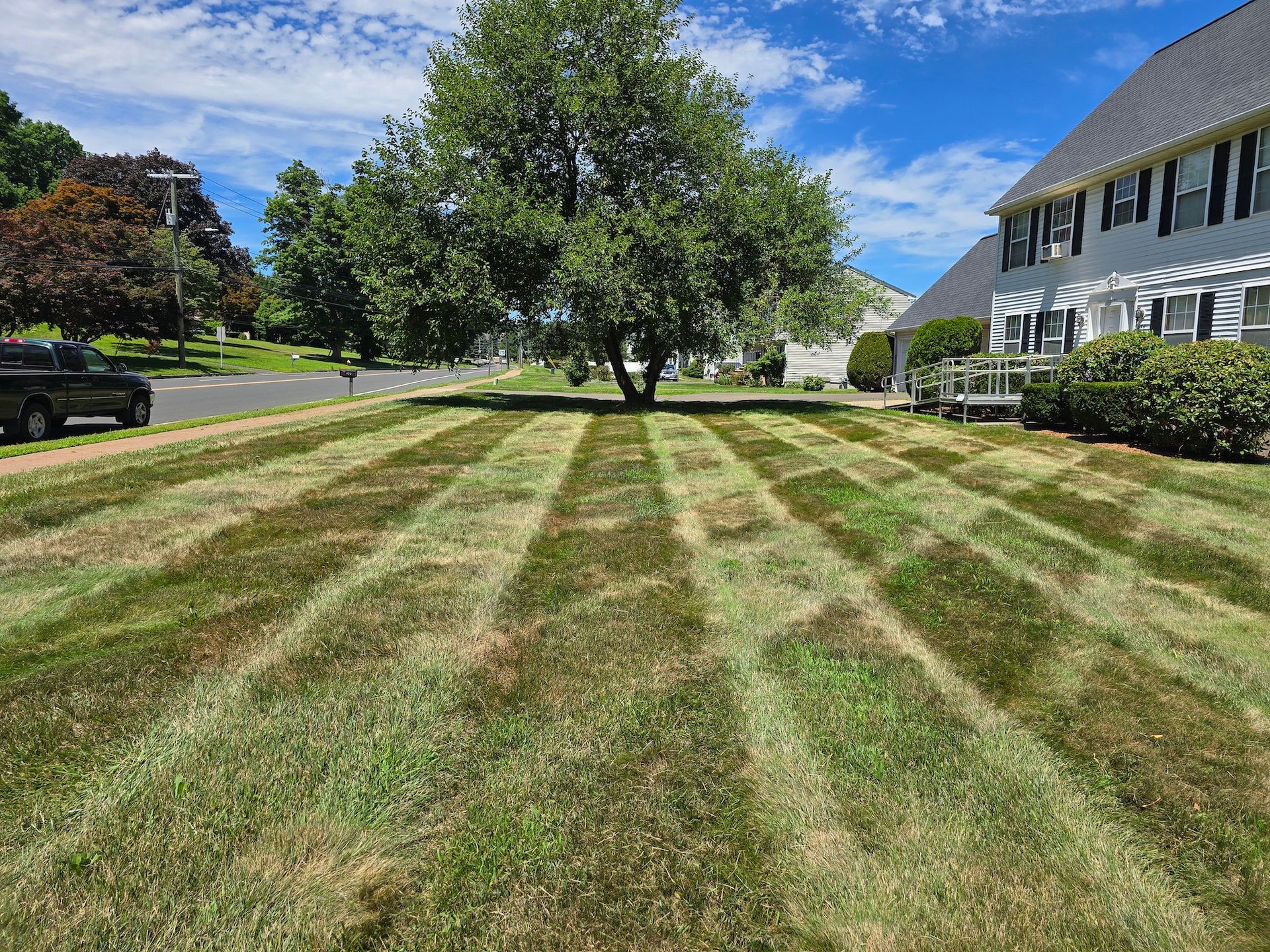 Lawn with distinct stripes of green and brown leading towards a large tree and a house on a sunny day.