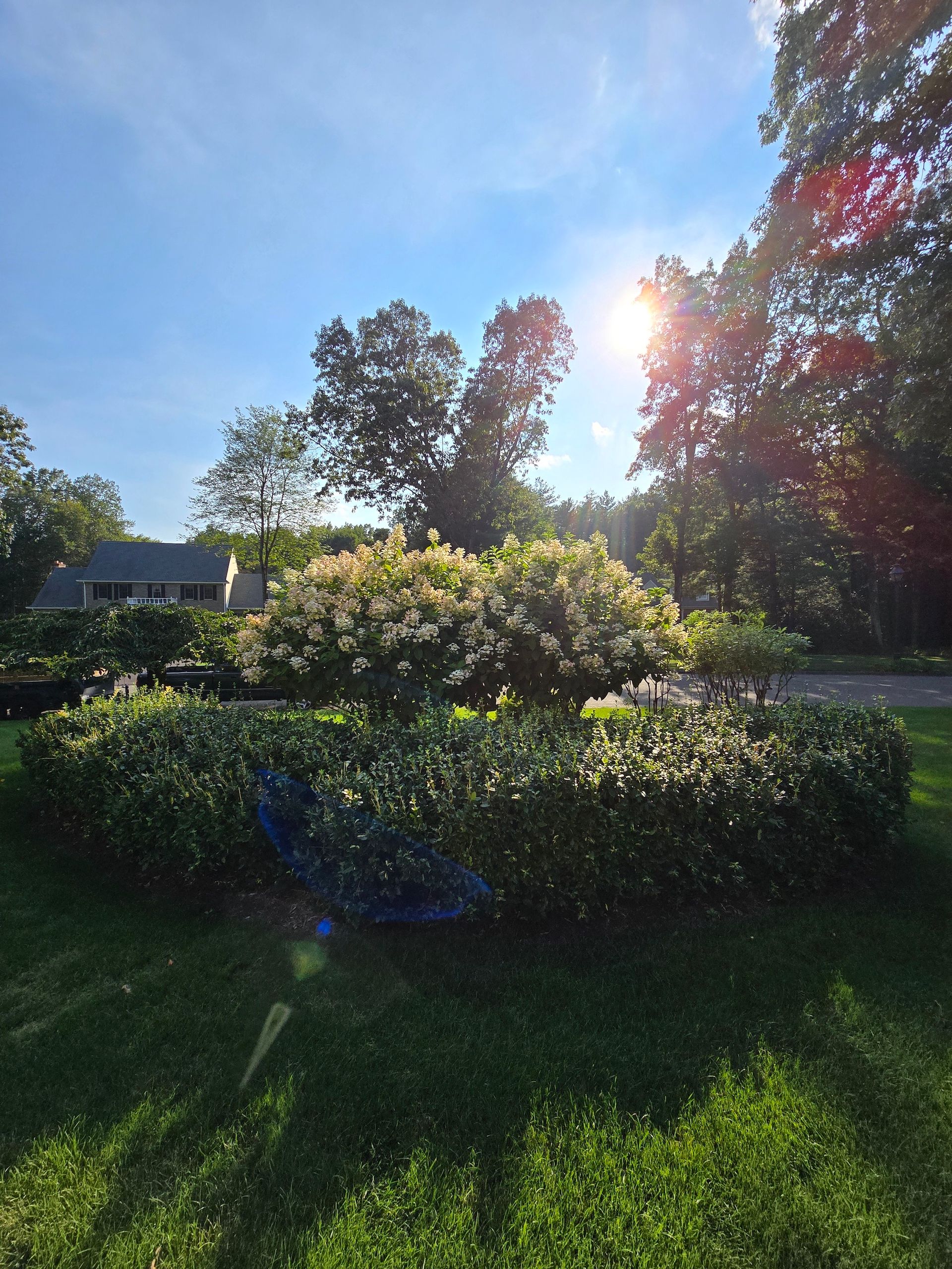 Sunlit garden with green hedges framing flowering shrubs. A house is visible in the background, under a bright blue sky.