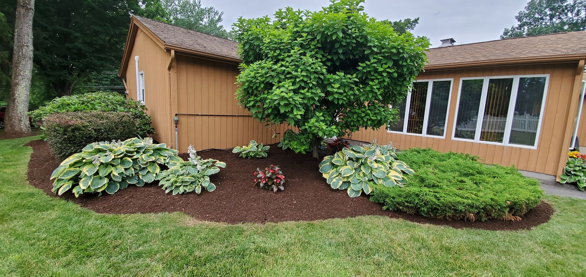 A landscaped garden bed with mulch, hostas, shrubs, and a tree in front of a brown building with windows.