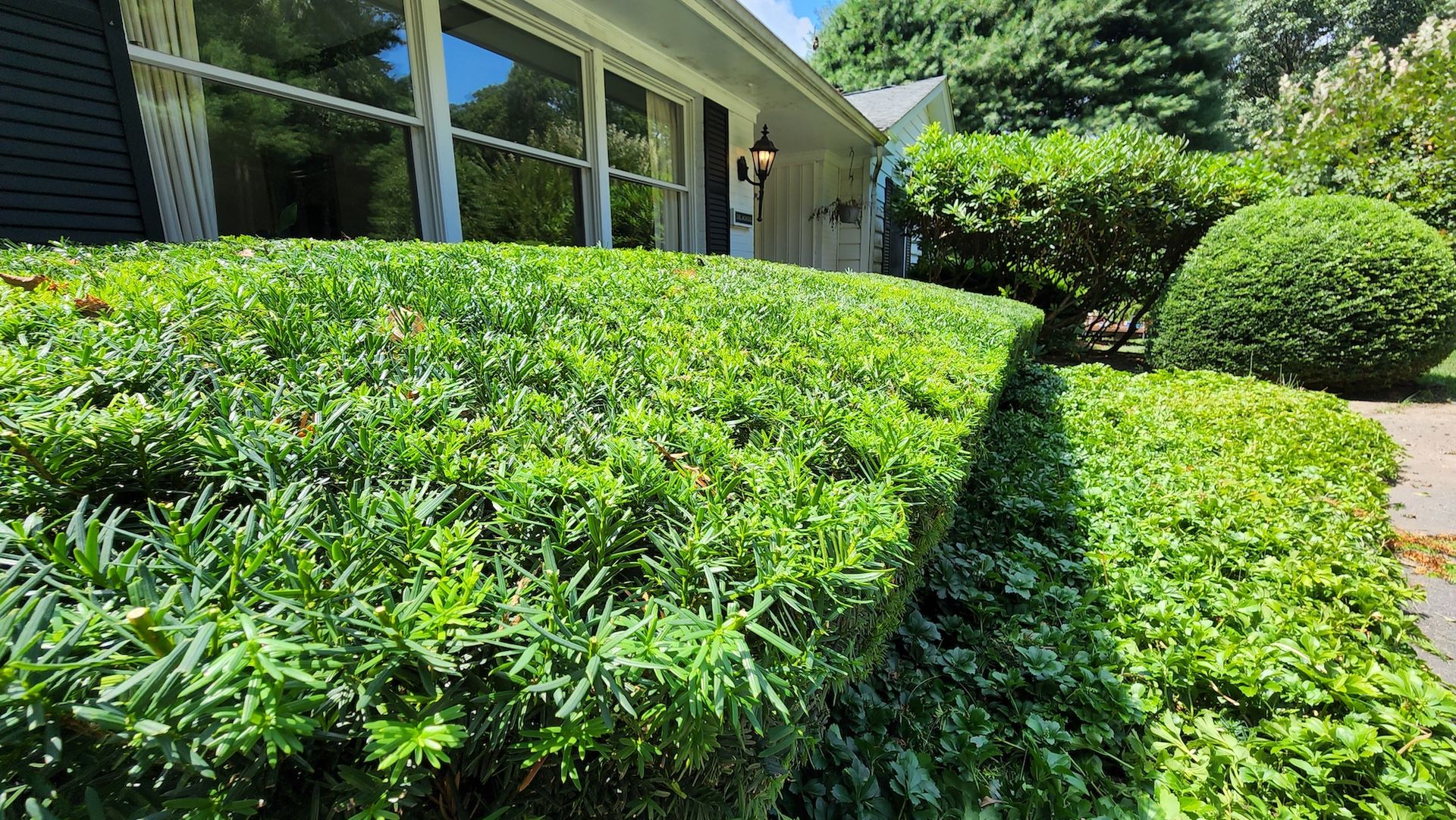 Green bushes line the front of a house with windows and a dark green shutter. Sunlight casts shadows on the greenery.