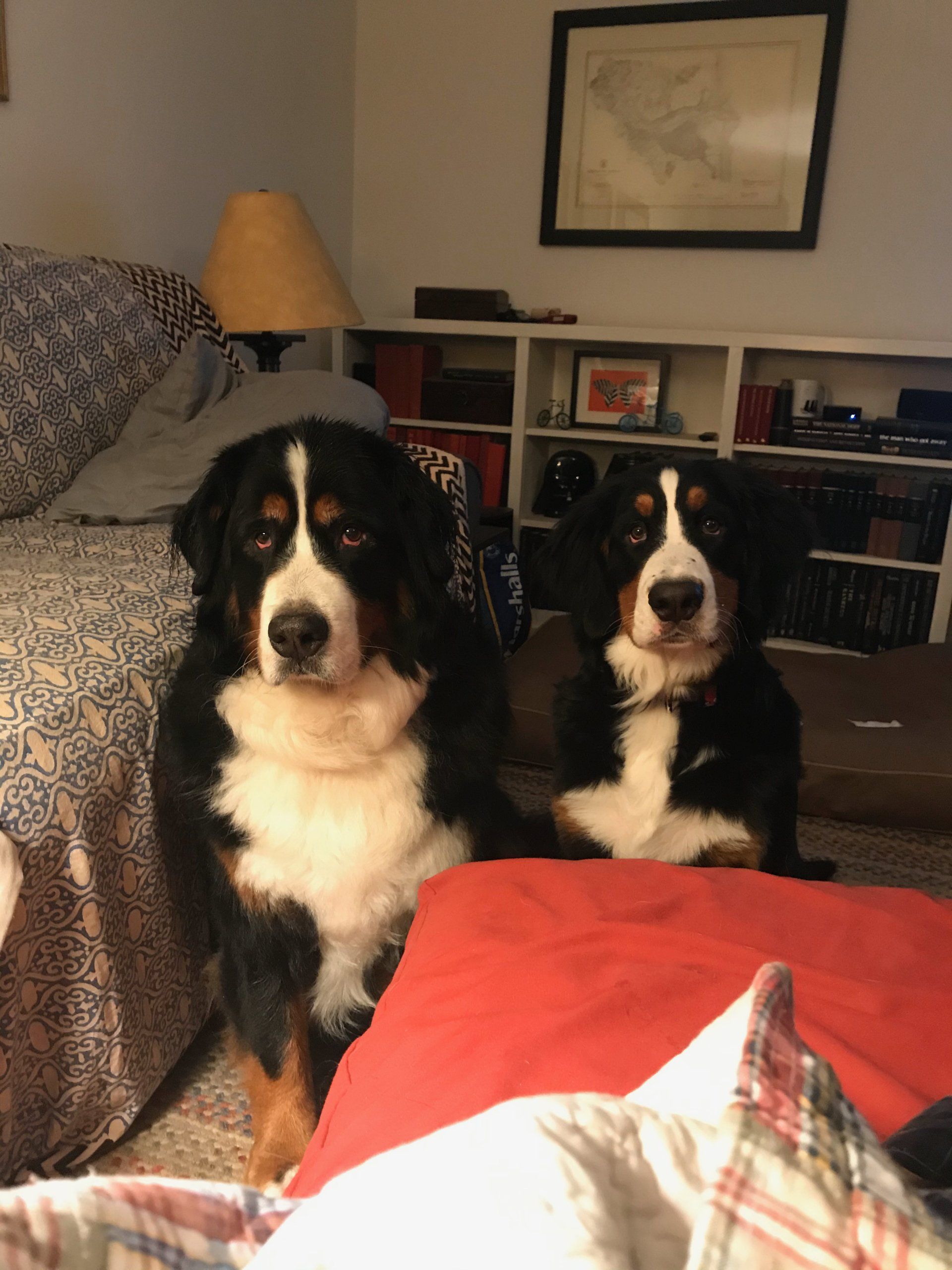 A Dogs Life