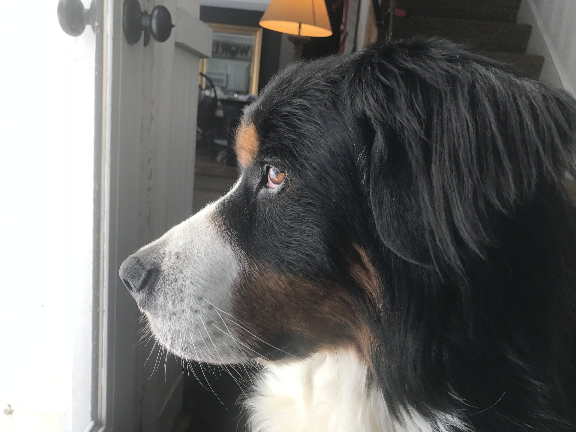 DogZ2
