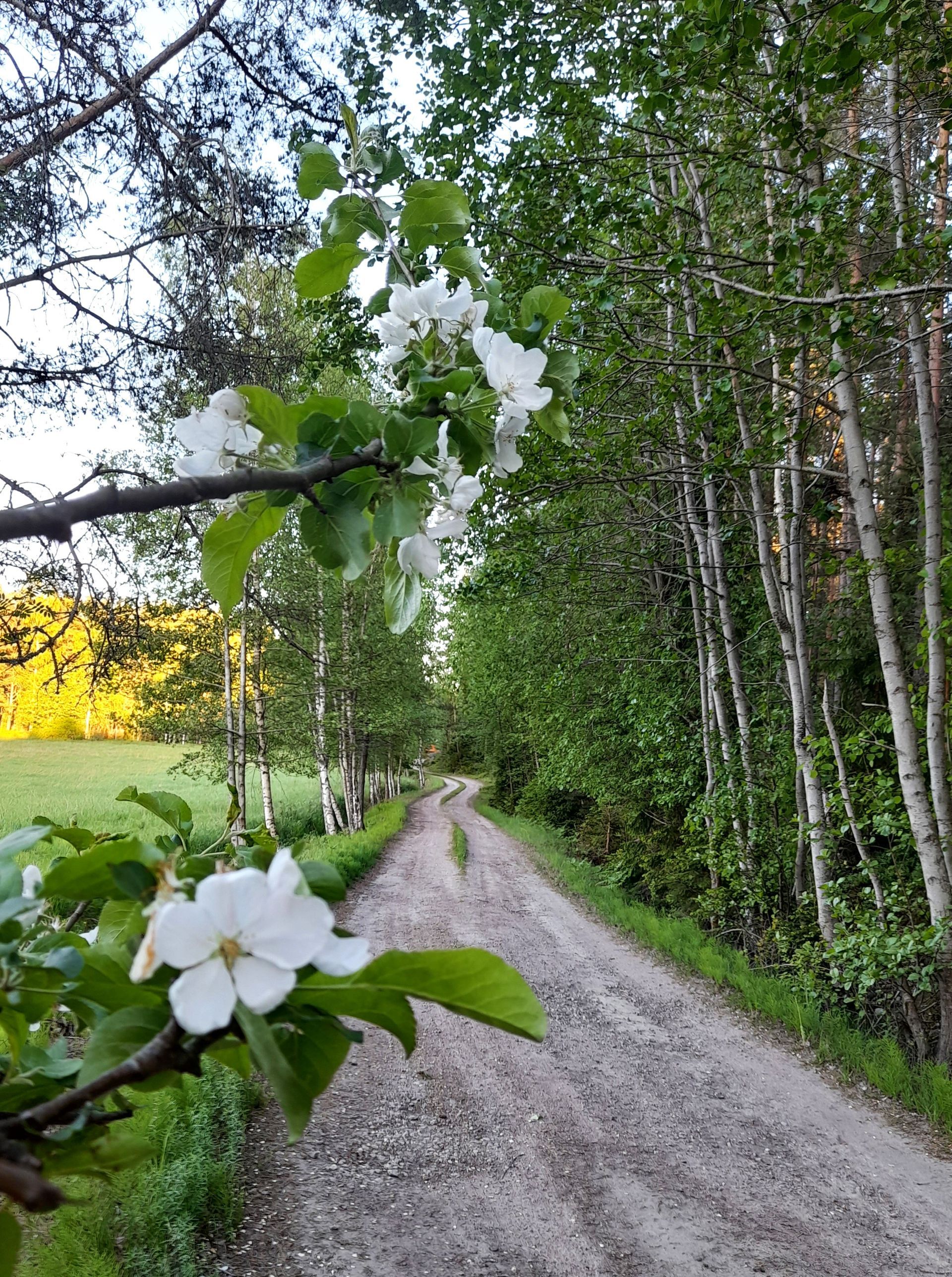 Autumn leaves, höstlöv, lövbrand, ruska