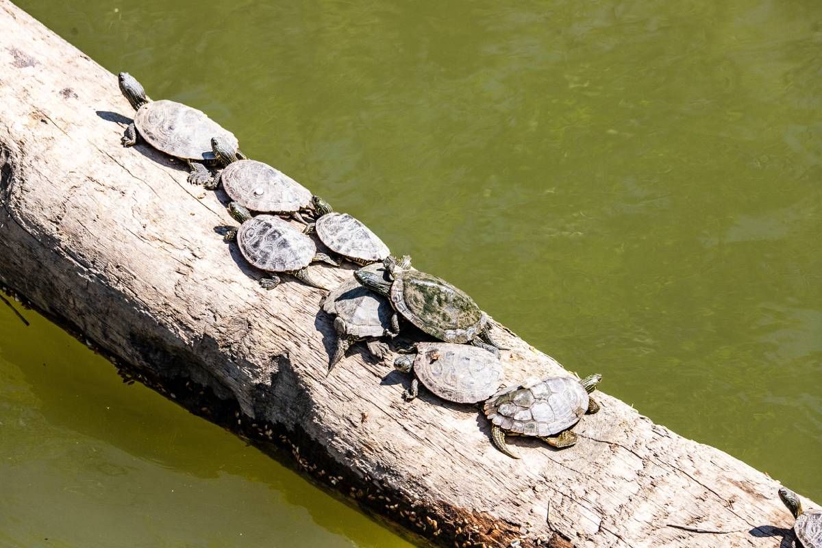 A group of turtles crossing a long at Maumee State Park in Oregon, OH.