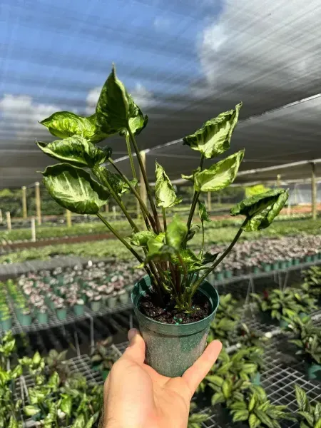 Hand holding a small potted variegated plant in a greenhouse nursery